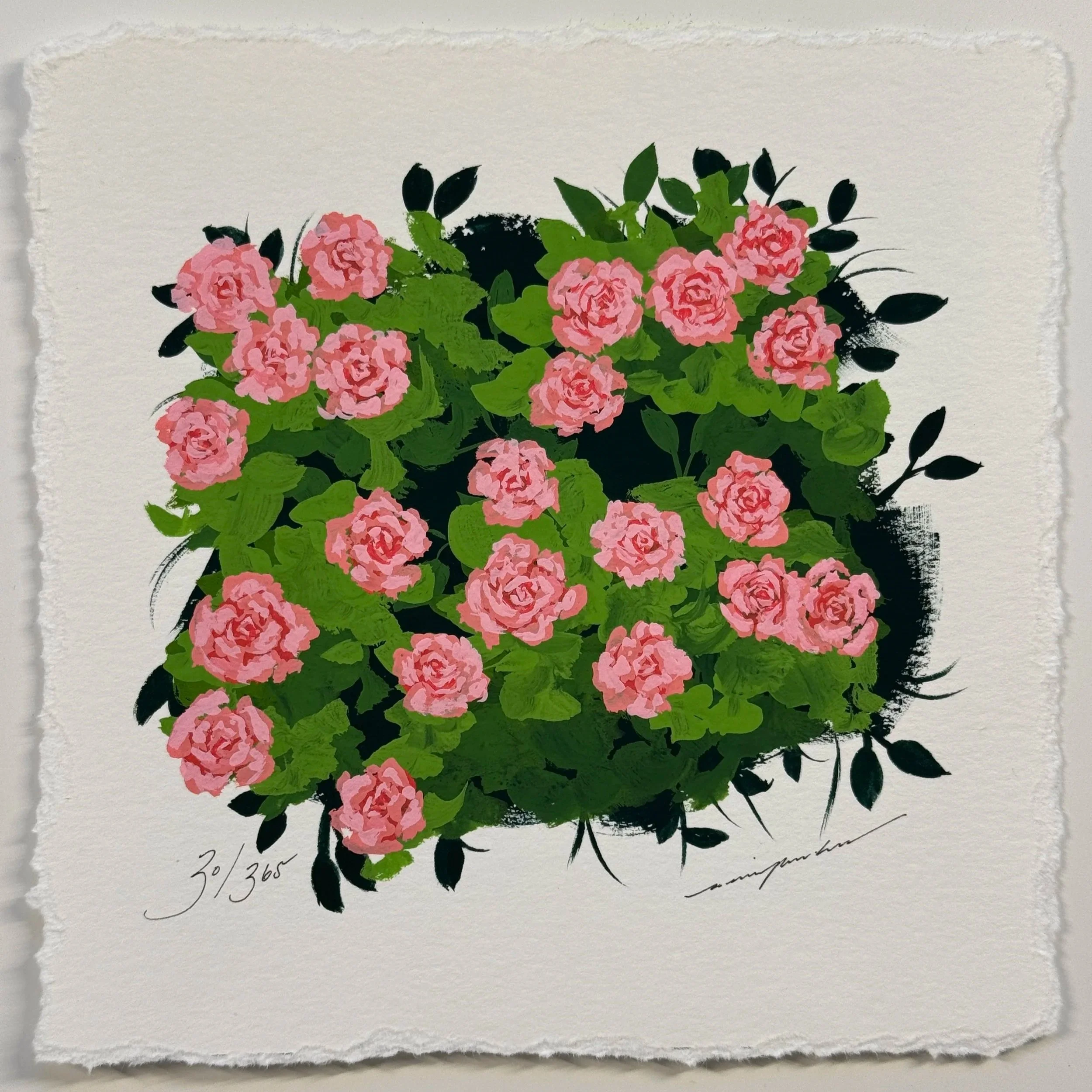 30/365 : PINK ROSE STUDY