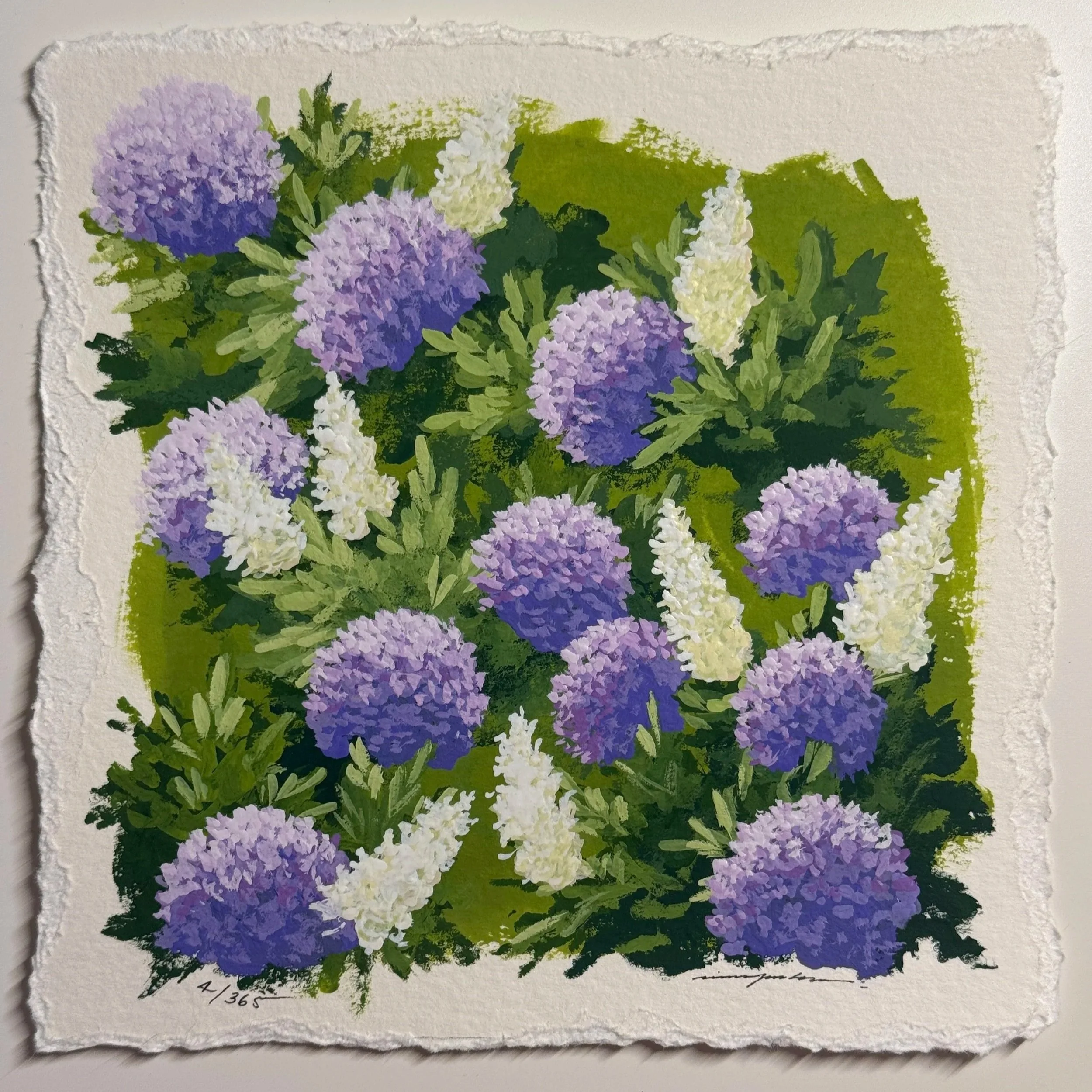 4/365 : PURPLE HYDRANGEAS