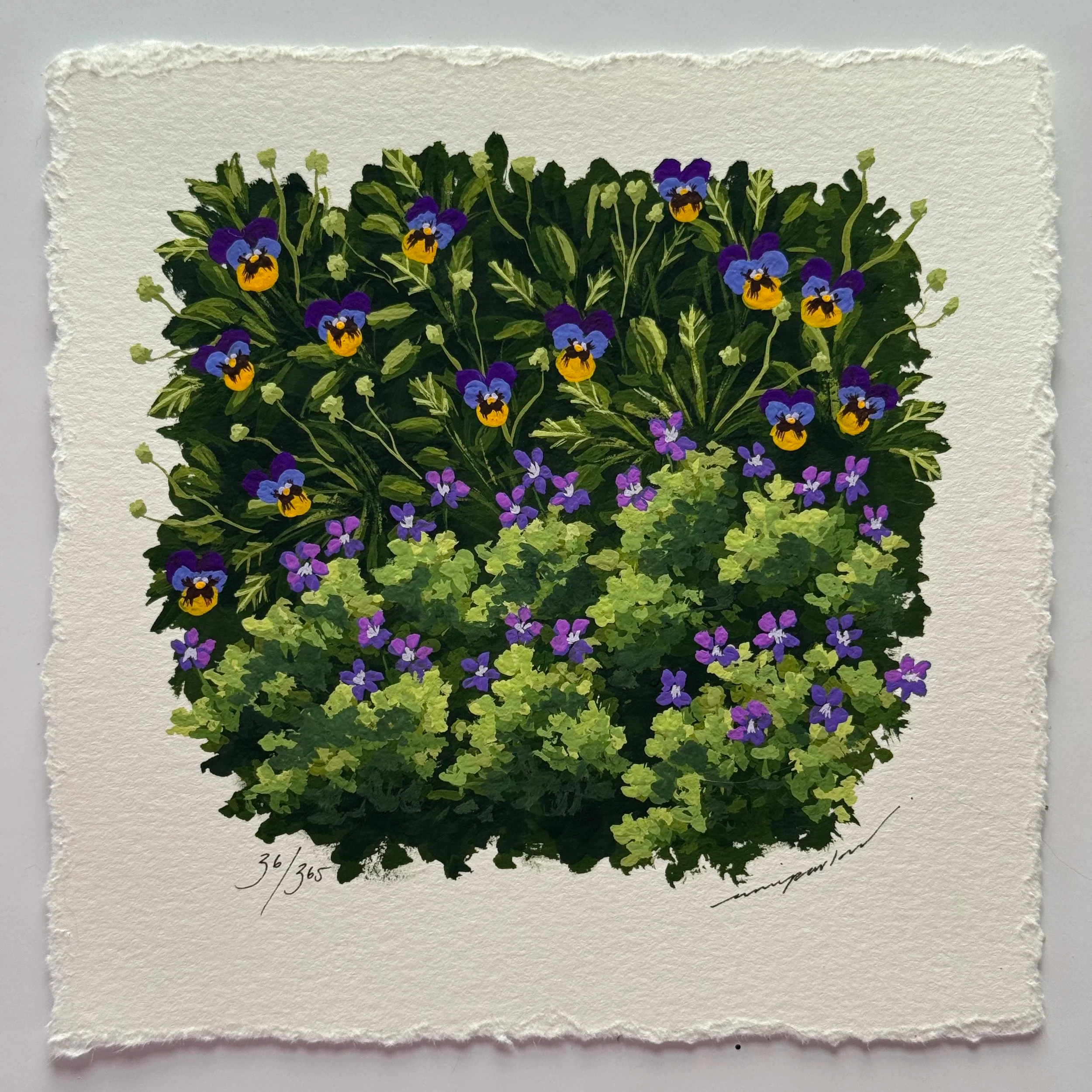 36/365 : WILD VIOLETS & PURPLE PANSY FLOWER