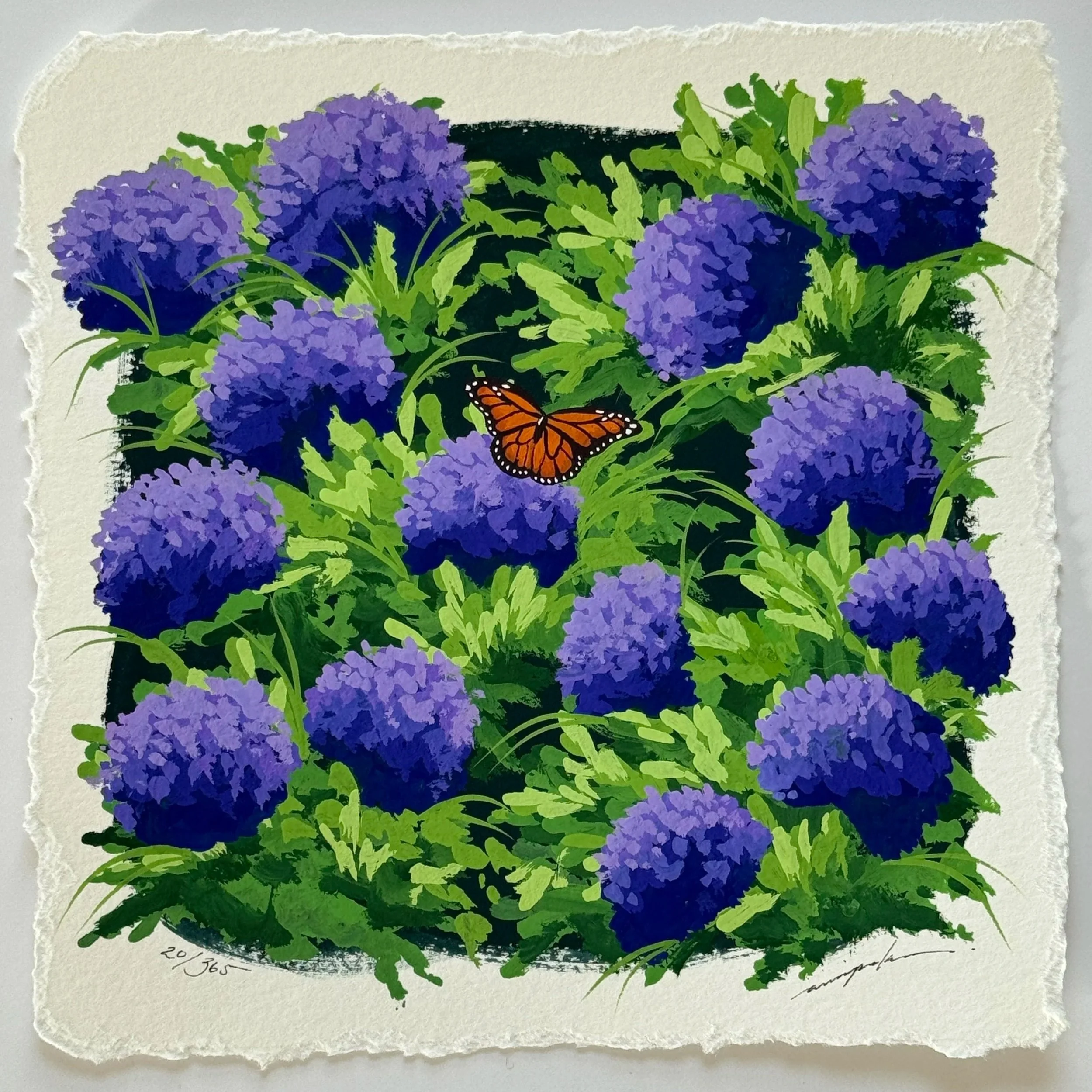 20/365 : HYDRANGEAS