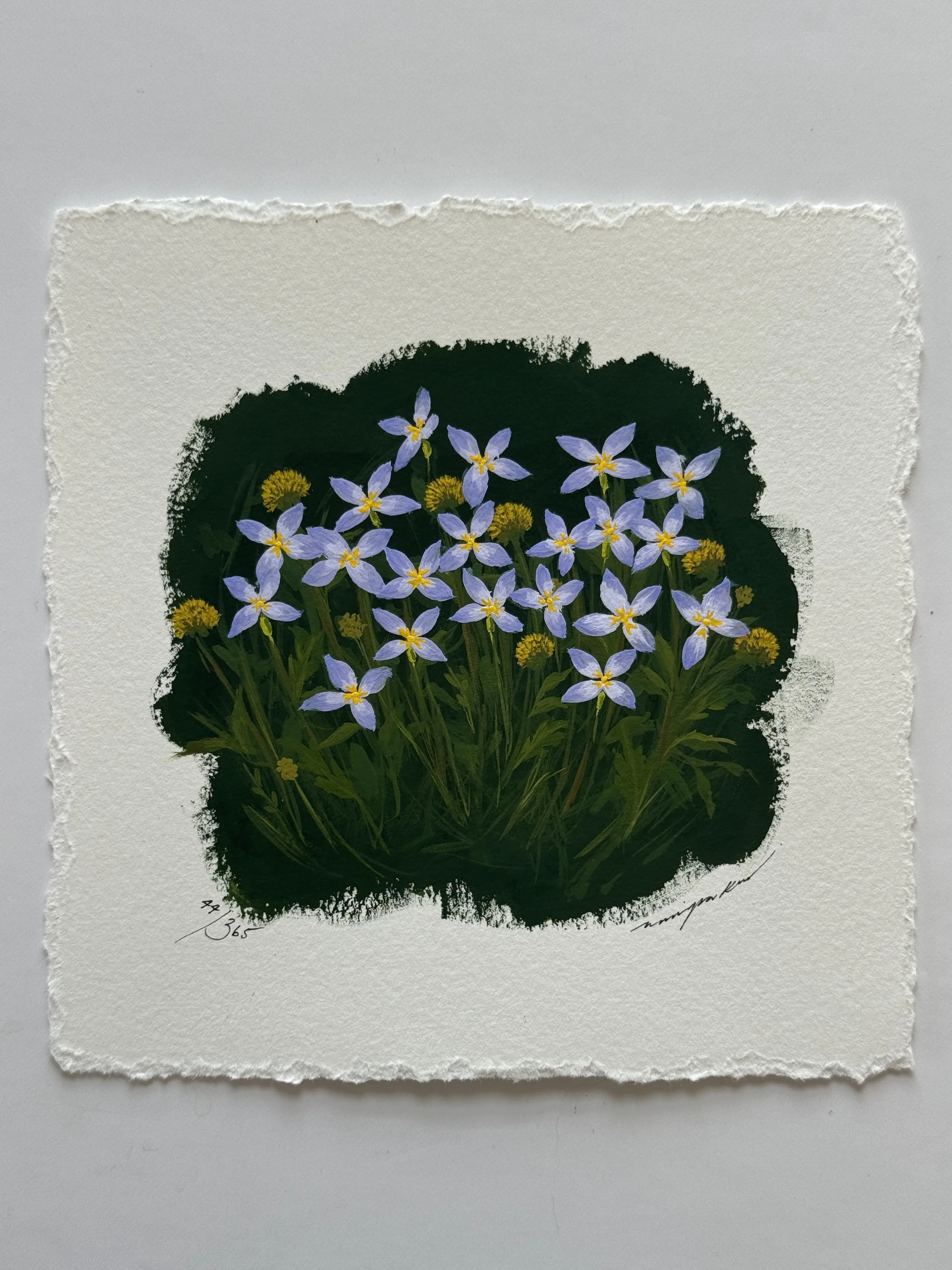 44/365 : BLUETS + COLOUR PALETTE SWATCH