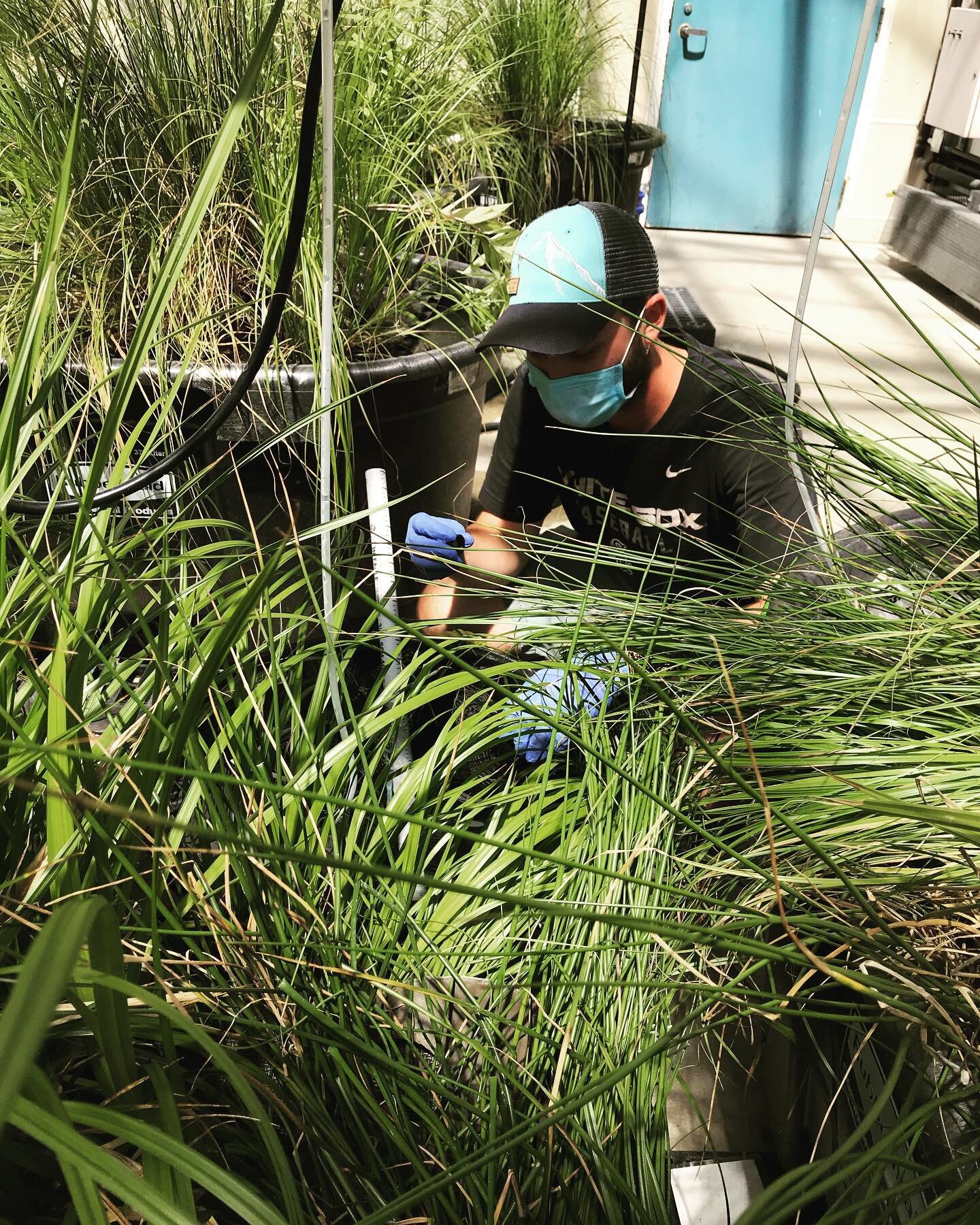 Yesterday MESOLab PhD student Matt started his first #floatingtreatmentwetland mesocosm experiment! Mesocosm experiments allow us to study #floatingtreatmentwetlands in a controlled setting. To learn more about our research, visit the link in our bio