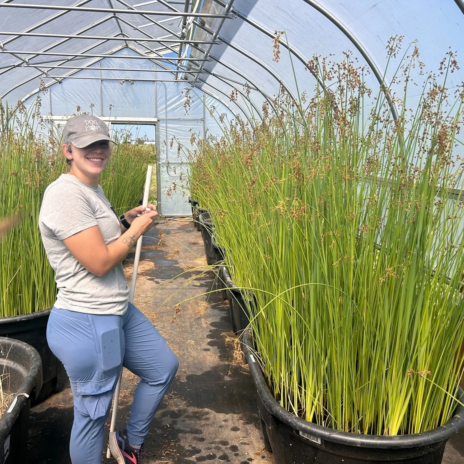 This week we spent some time in our greenhouses getting the mesocosms ready for experiments starting at the end of the month! We constructed two more mesocosms, watered, and fed the plants.