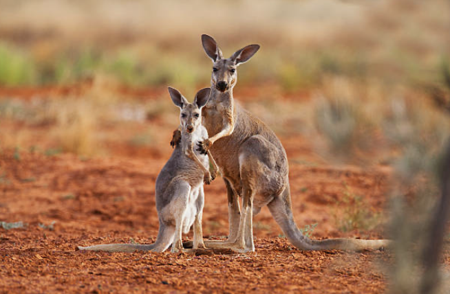 Little Kangaroos - 23 au 27 février
