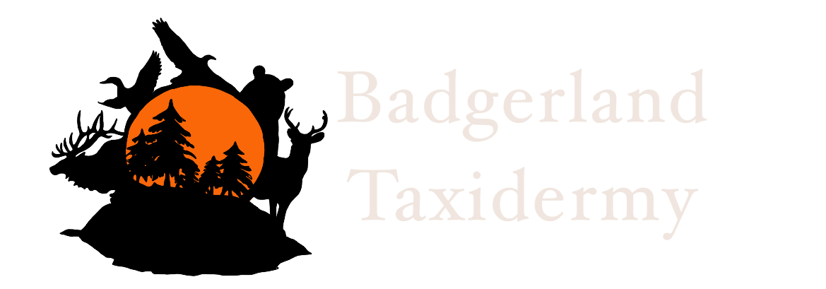 Badgerland Taxidermy