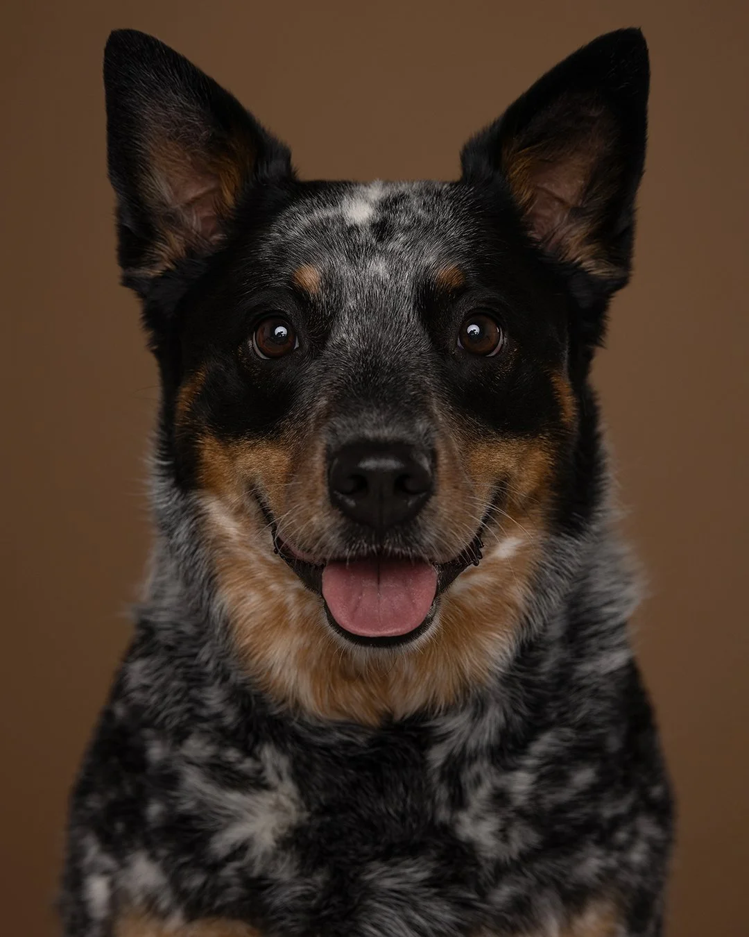justinaleephotography_06_blueheeler_dog_portrait_puppy_adopt_rescue_pet.jpg