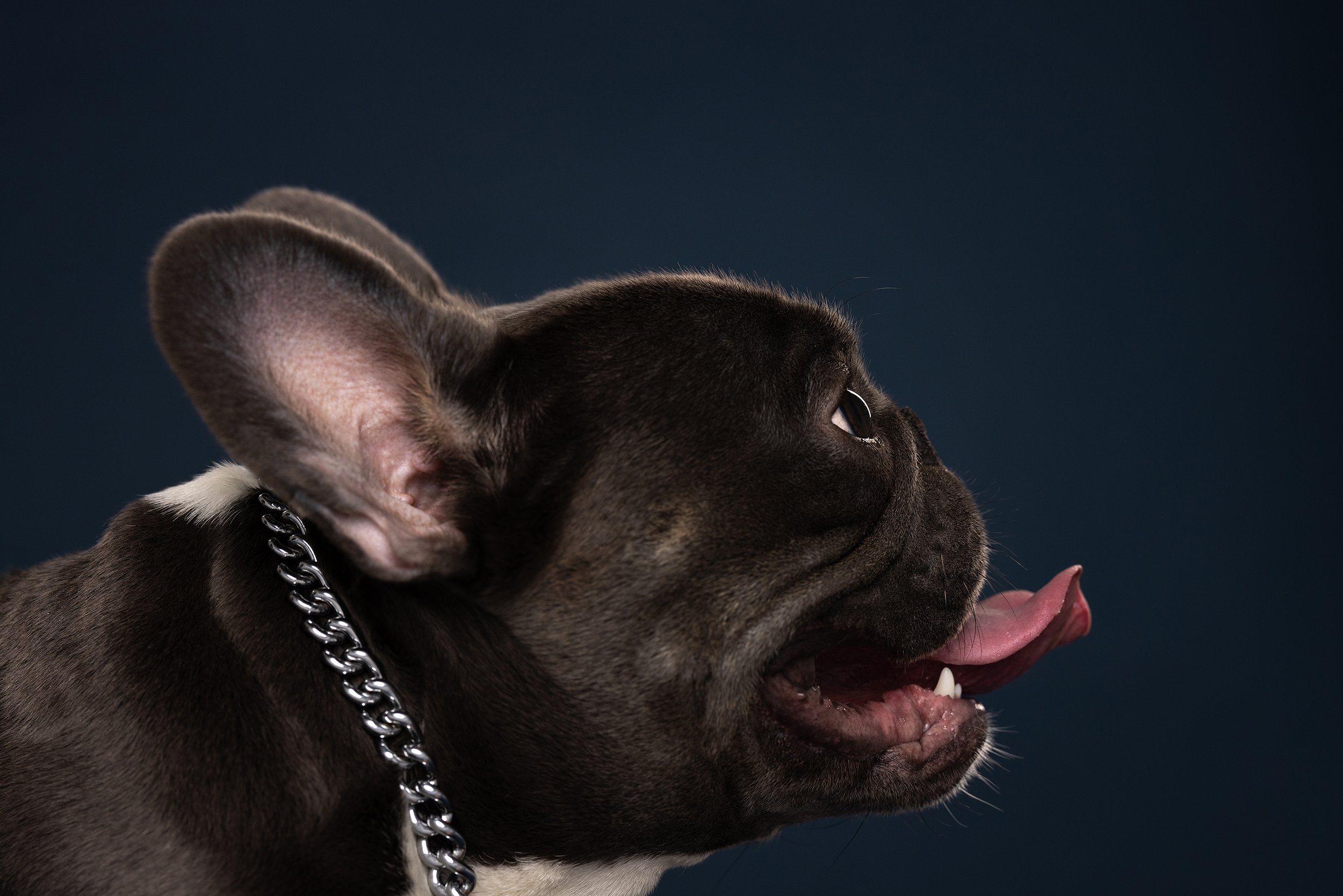 justinaleephotography_02_dogs_evanston_chicago_skokie_rescue_adopt_bestfriend_frenchie.jpg