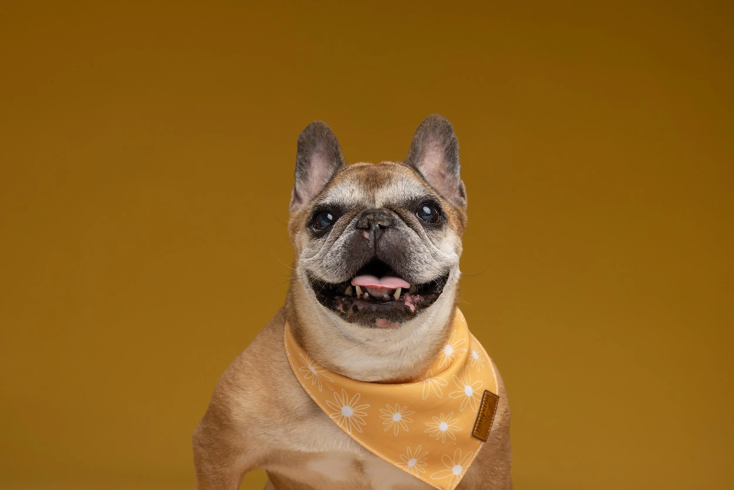 JustinaLeePhotography_cover_frenchie_dog_portrait_Evanston_adopt.jpg