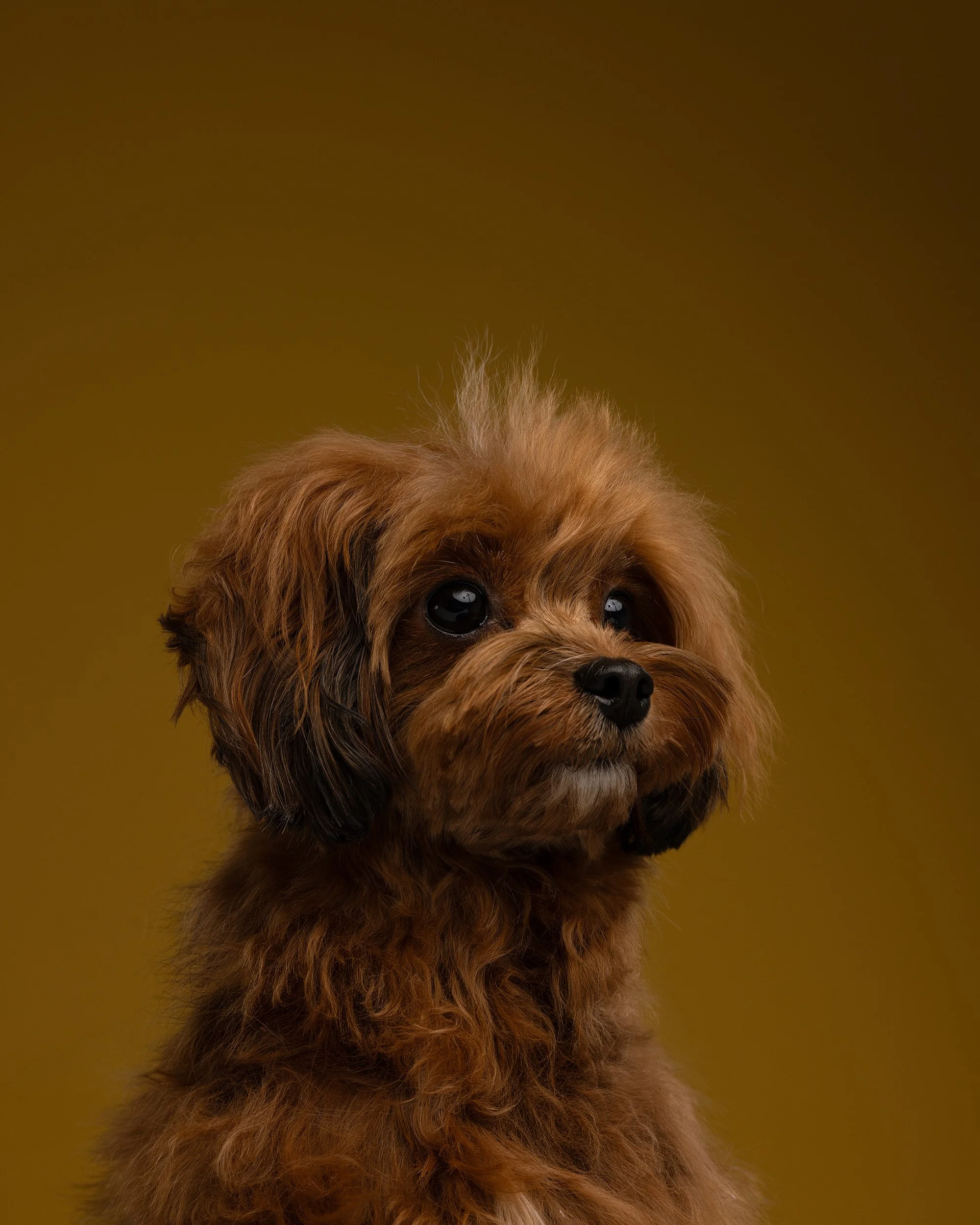 justinaleephotography_pet_portrait_cavapoo_bestfriend_studio_evanston_skokie_chicago.jpg