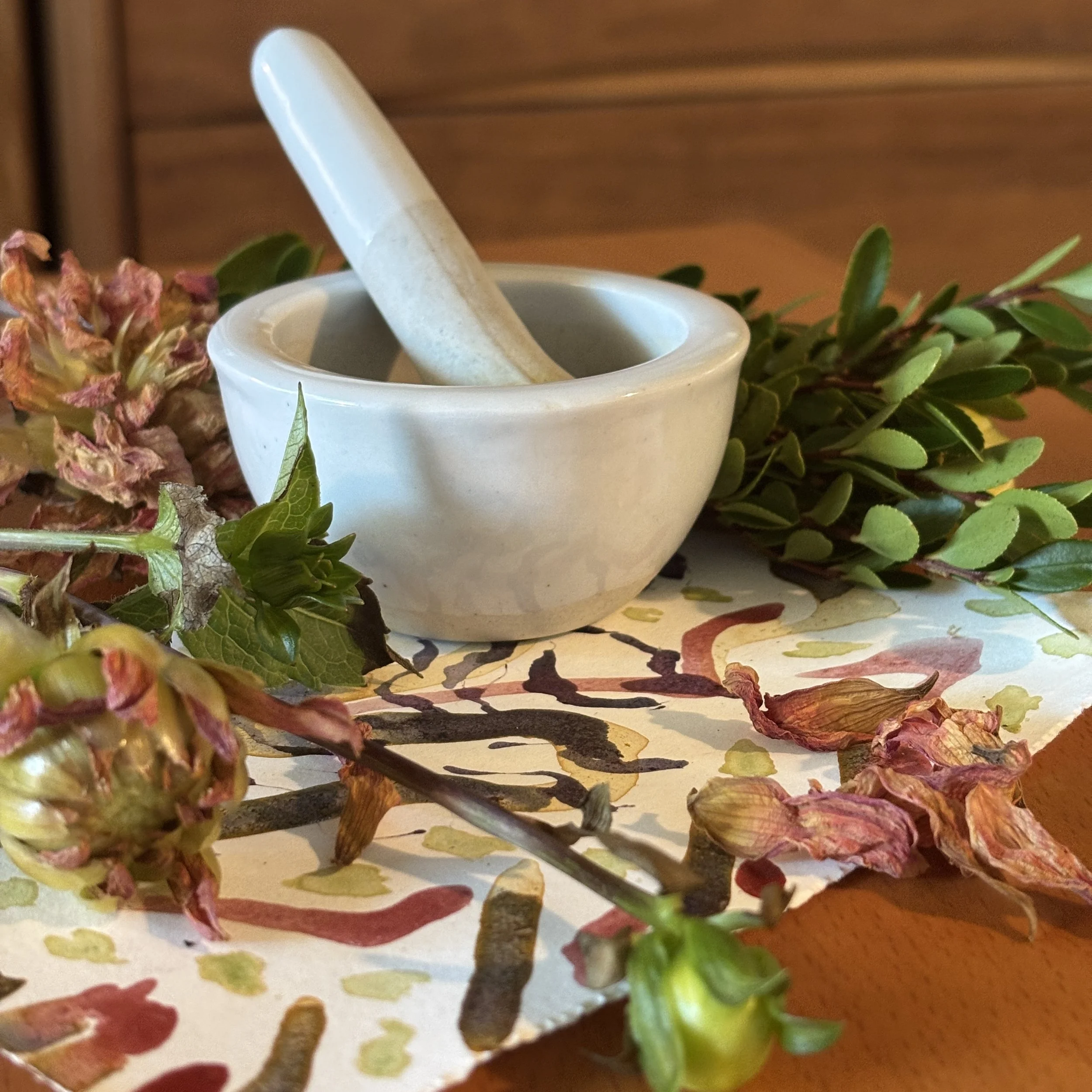 Plant Pigment Workshop