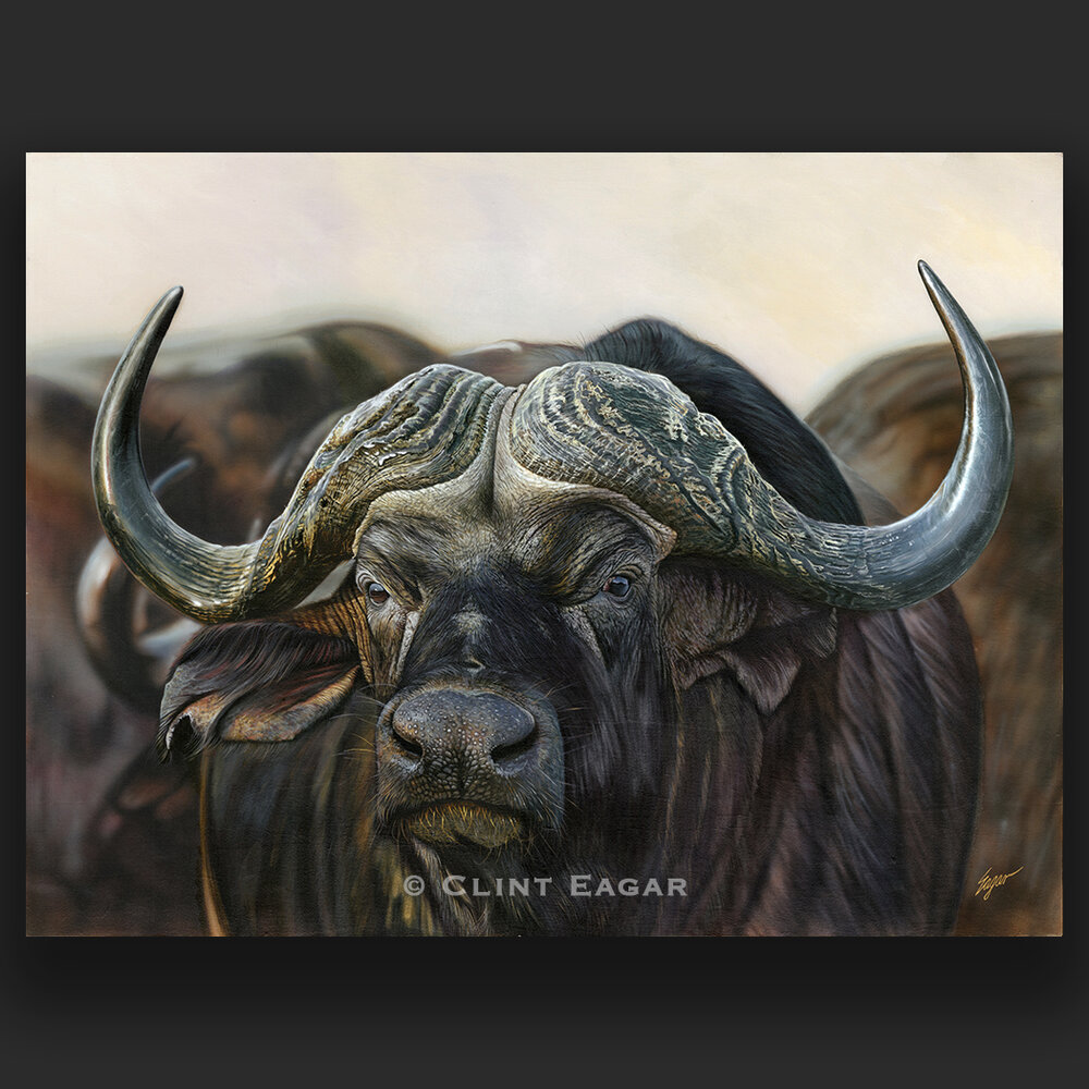 Cape Buffalo Fine Art for Your Room Eagar