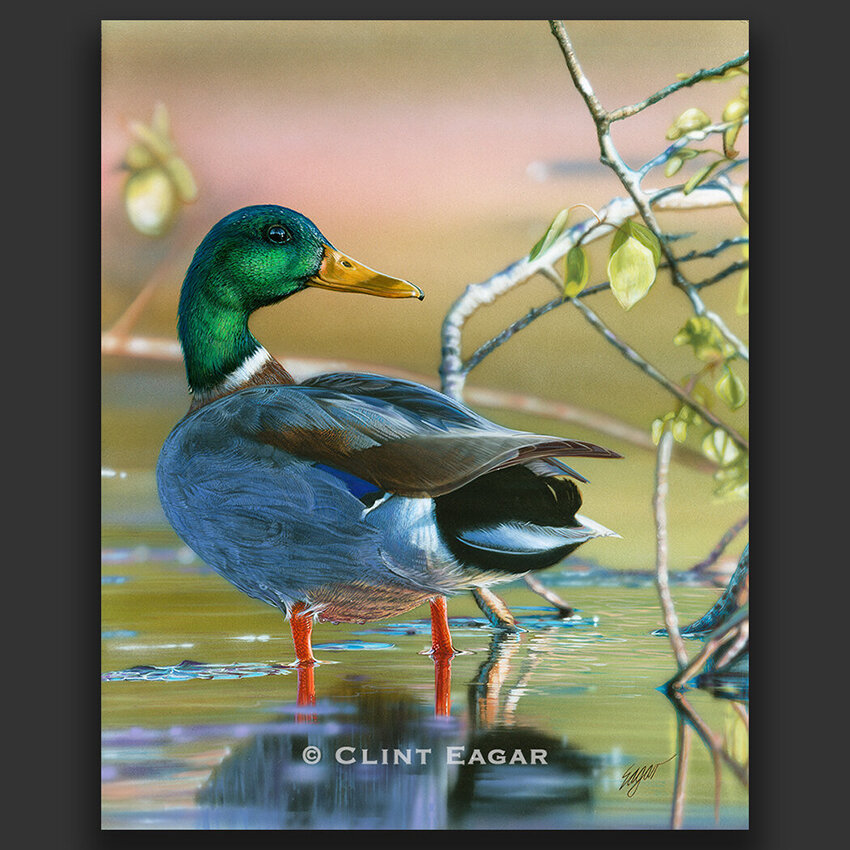 Shop the Best Mallard Duck Artwork from Clint Eagar Gallery. Visit our gallery in Santa Rosa Beach, FL and Franklin, TN.