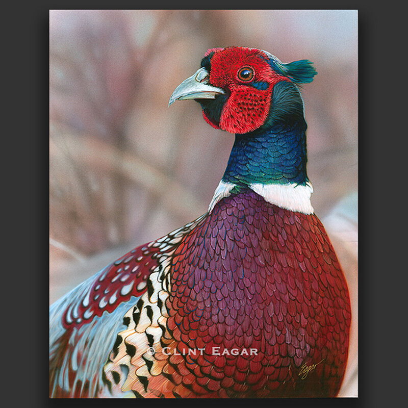Shop Safari Club International Award Winning Artist Clint Eagar's Ringneck Pheasant fine art painting, visit our galleries in FL and TN. Buy limited edition art print unframed or framed.