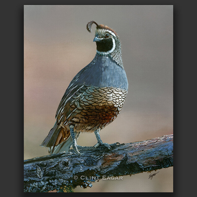 Shop the best Quail Artwork by Safari Club International Award Winning Artist, Clint Eagar. Visit our galleries in Santa Rosa Beach, FL and Franklin, TN. Custom frame options available.