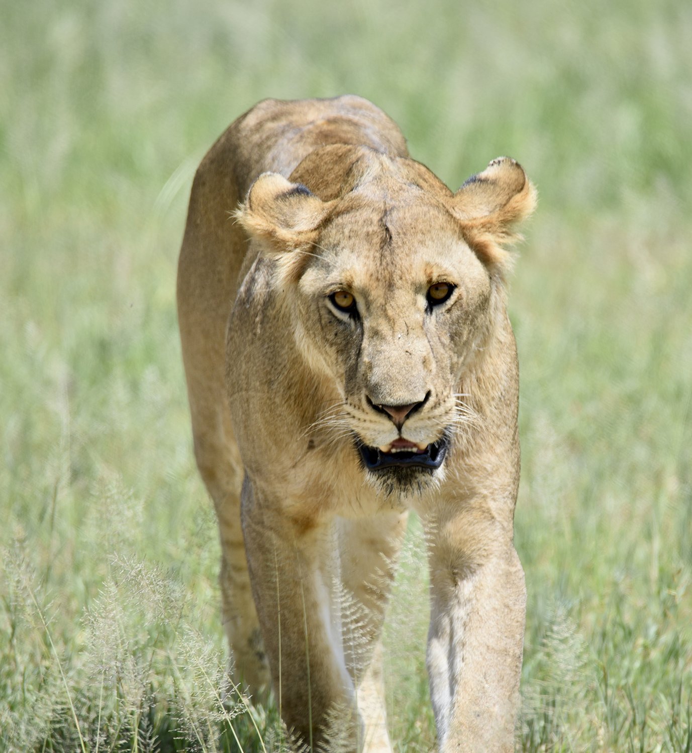 Lion in Serengeti | Clint Eagar Design.jpg