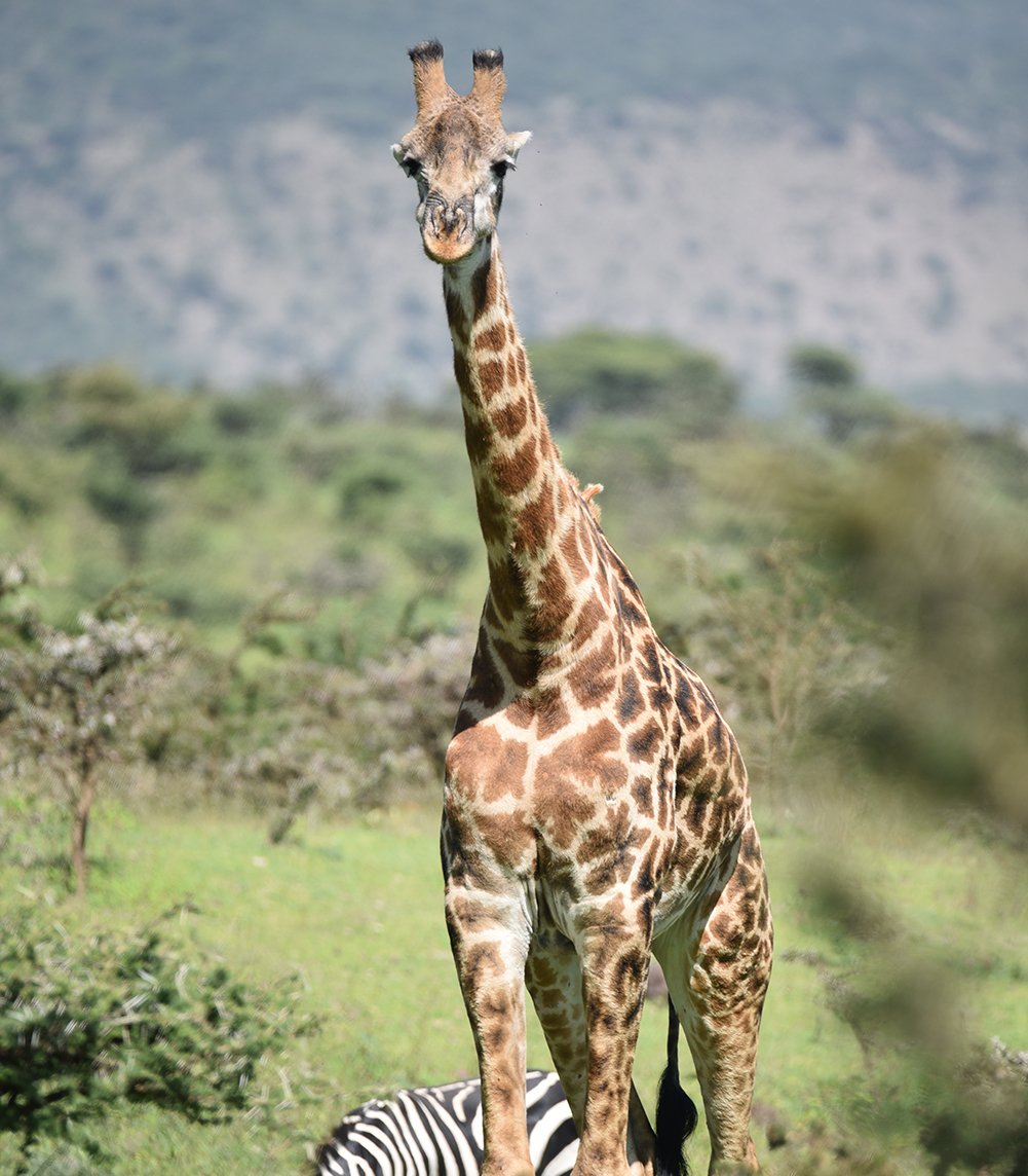 Serengeti Giraffe | Clint Eagar Design.jpg