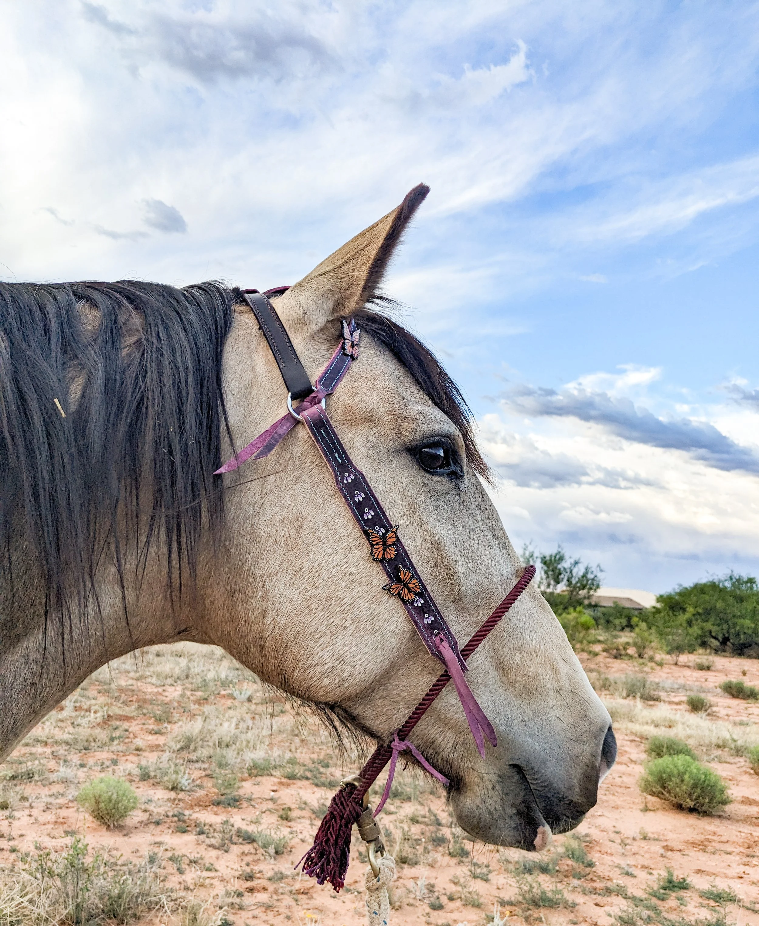 Fluttering Butterfly Loping Hackamore