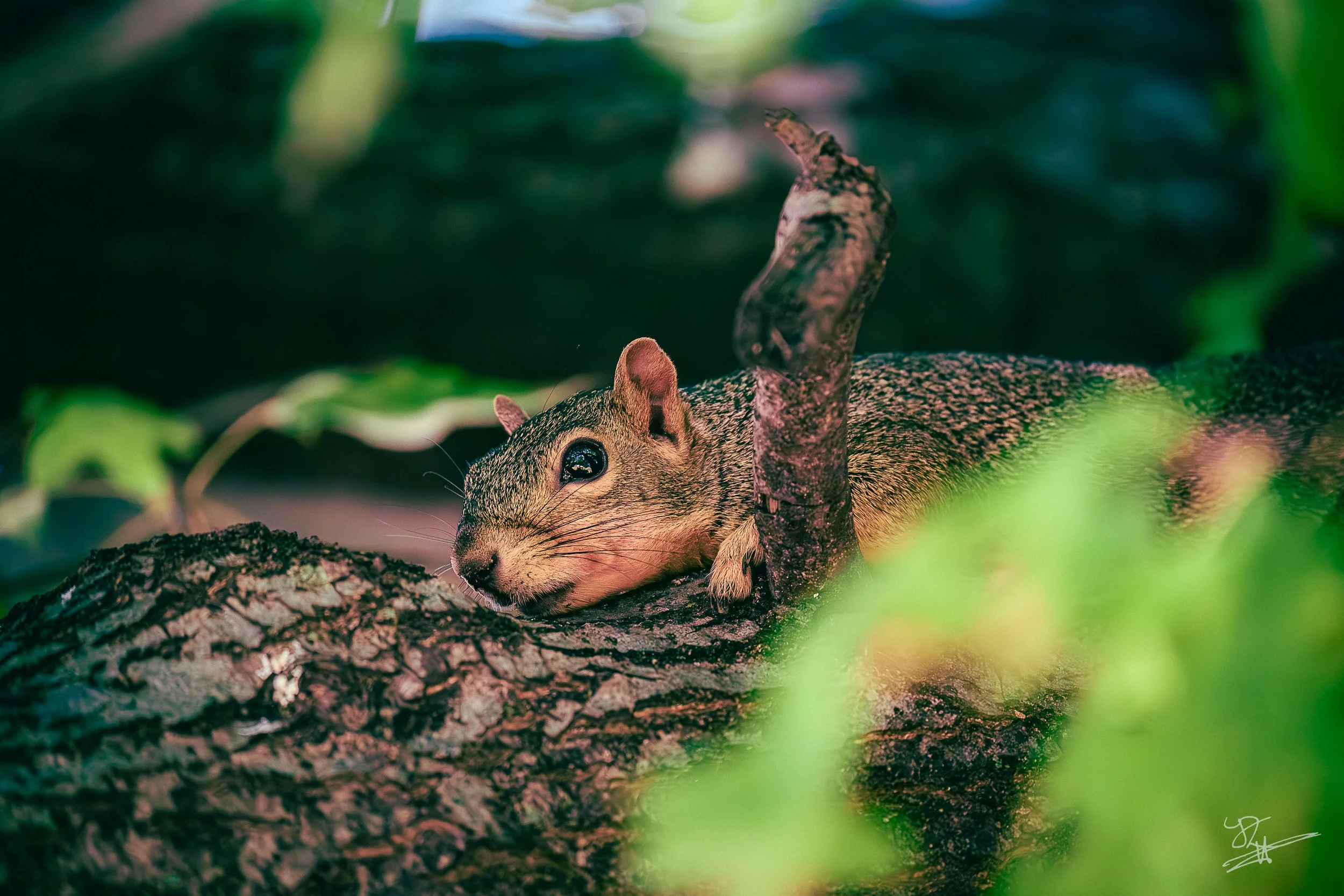 A squirrel lying on a tree branch with lush green foliage surrounding it.