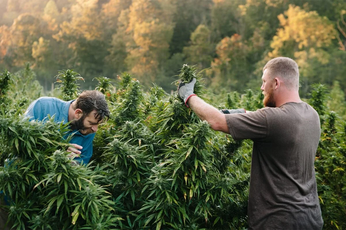 Regarding the expansion of cannabis permits