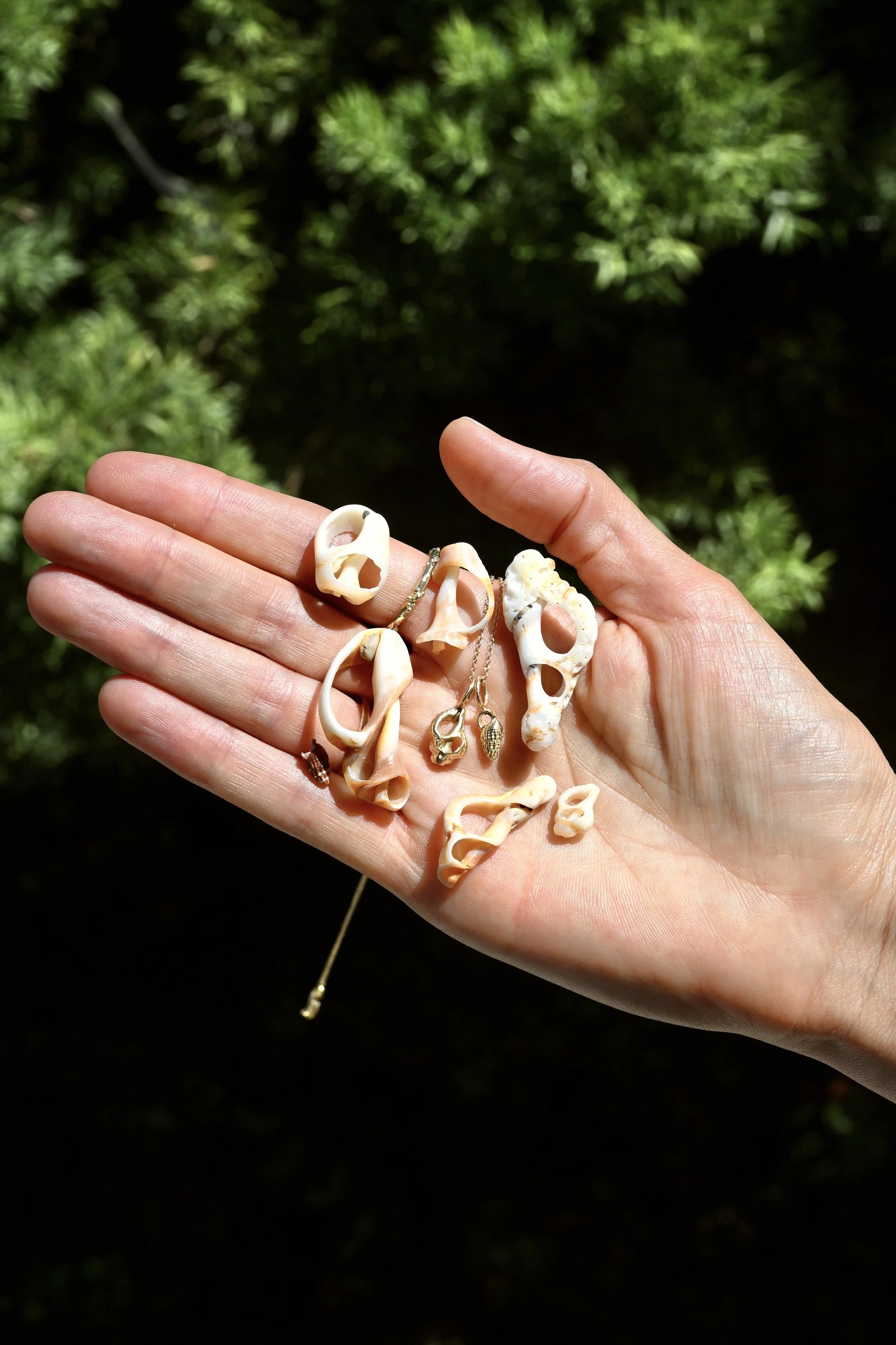 Petite seashells with shells.JPG