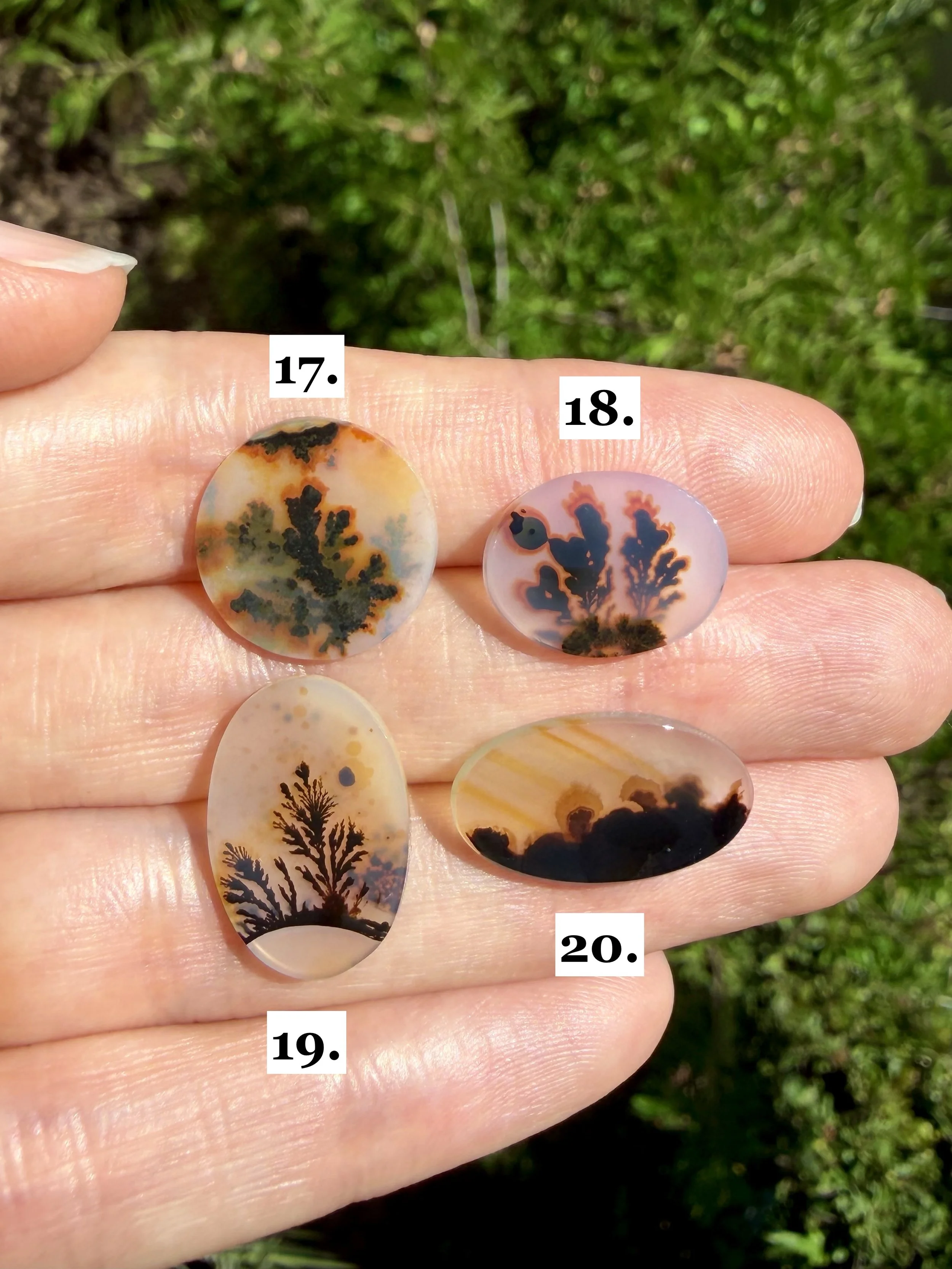 Coral dendrite MTO.jpeg