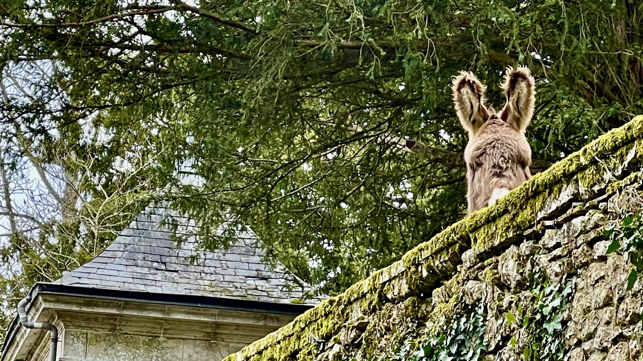 beautyshotdonkey 2.jpeg