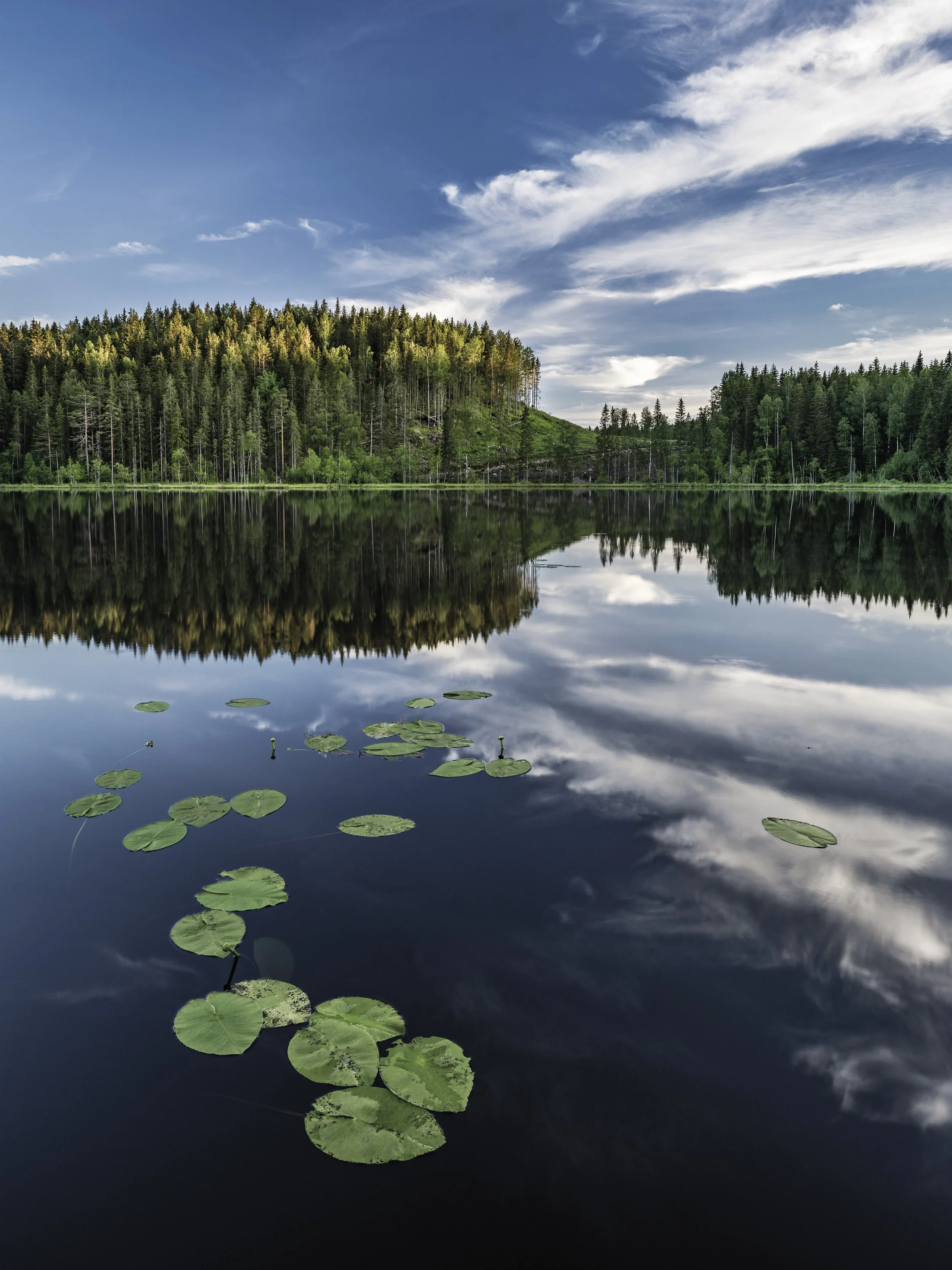 tjärn näckros 40x30 CMYK 8bit.jpg