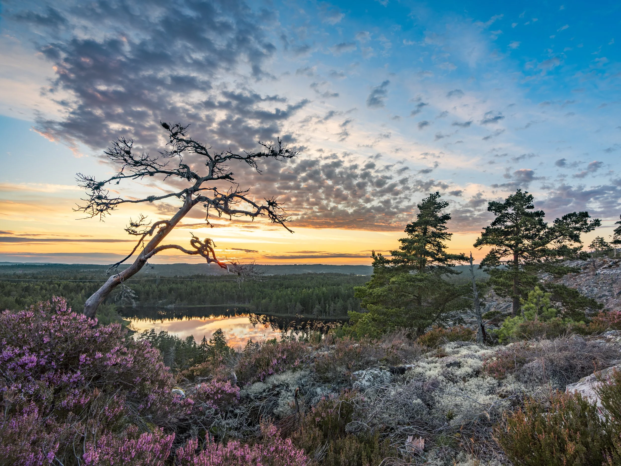 sorknatten-heather-sunset-40x30.jpg