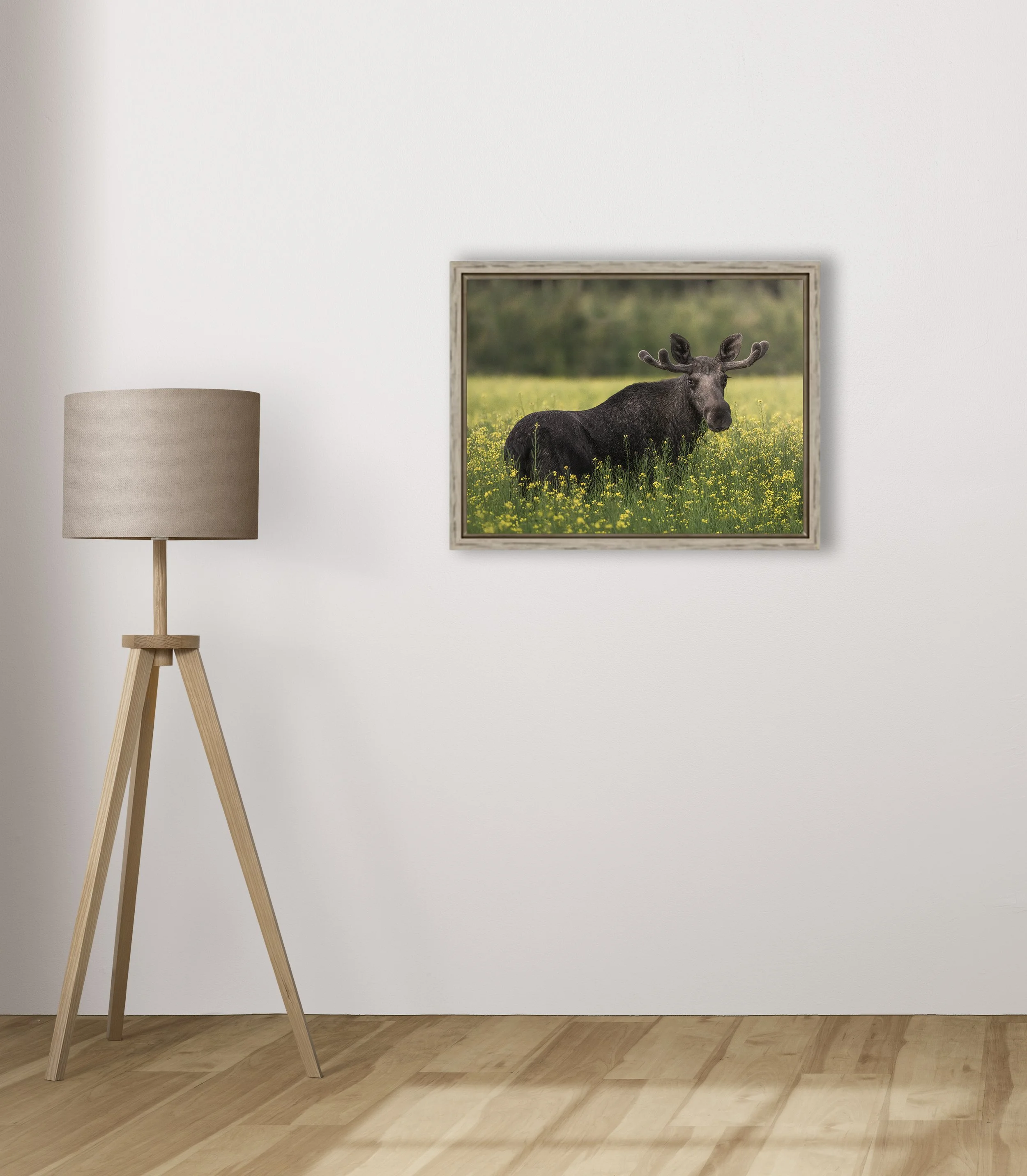 En Konungs Anblick (46x36 cm)