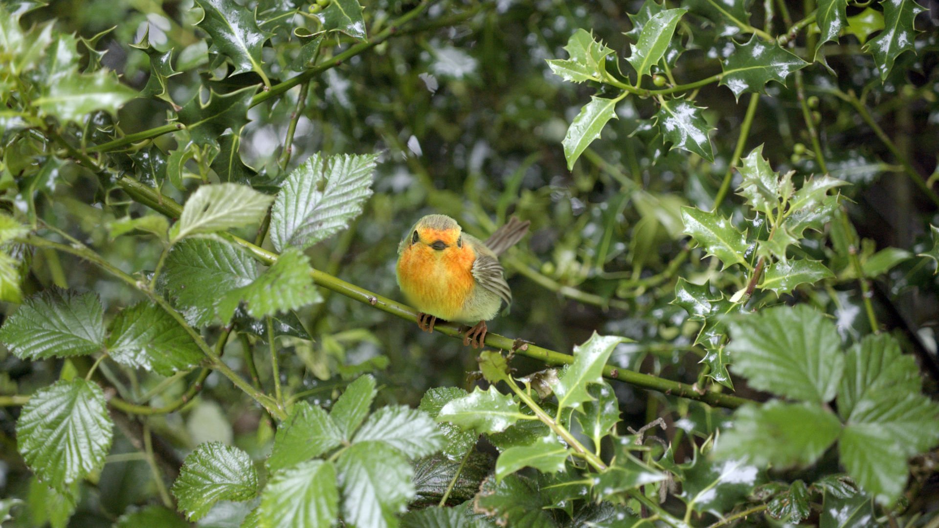 A small bird with orange and yellow coloring perched on a thin branch within dense green holly leaves.