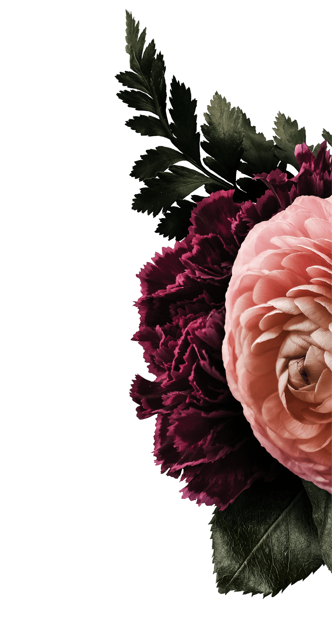 A close-up of pink and purple flowers with green leaves against a black background.