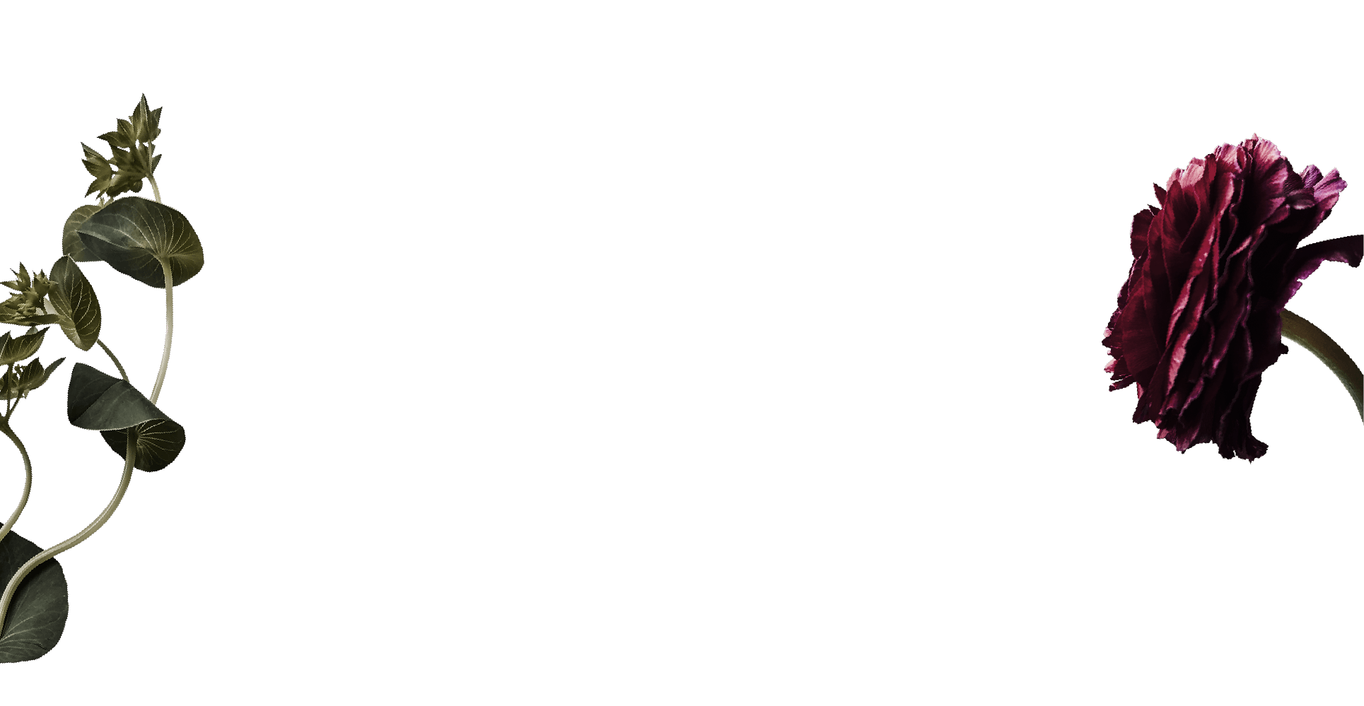 A black background with a green leafy plant on the left and a dark purple flower on the right.