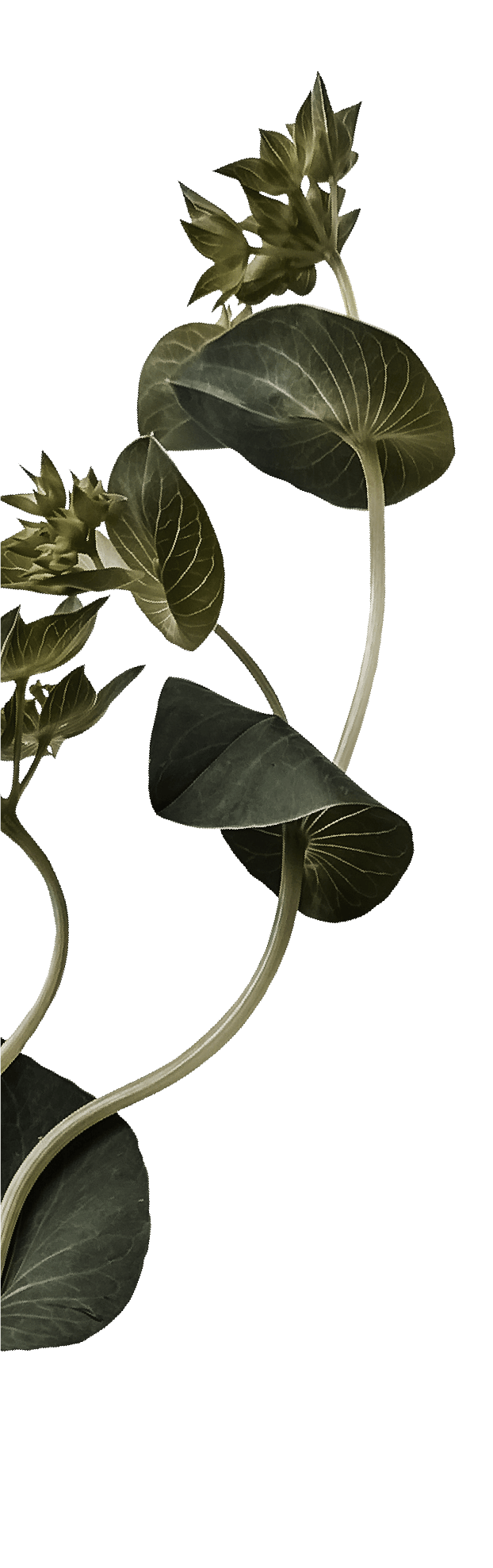 Close-up of a plant with large green leaves and small flower buds on a dark background.