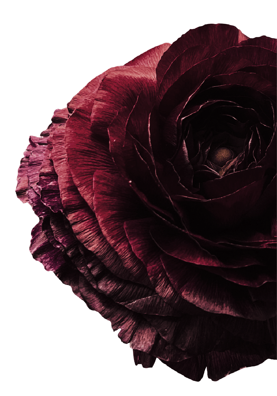 Close-up of a dark red and black ranunculus flower against a black background.