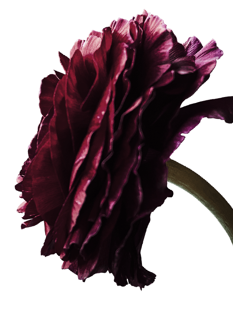 Close-up of a dark red, ruffled carnation flower with a green stem.