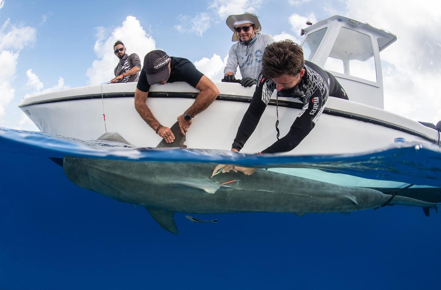 Tagging tiger sharks in Saint Martin!

We are happy to work as partners with the @one_shark_project to research the tiger shark population in SXM and beyond. Here you can see the team inserting a PIT tag into a large female shark, while also taking s