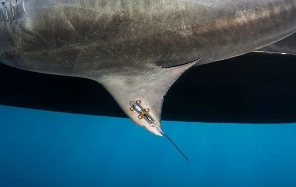 satellite-tag-on-tiger-shark.jpg