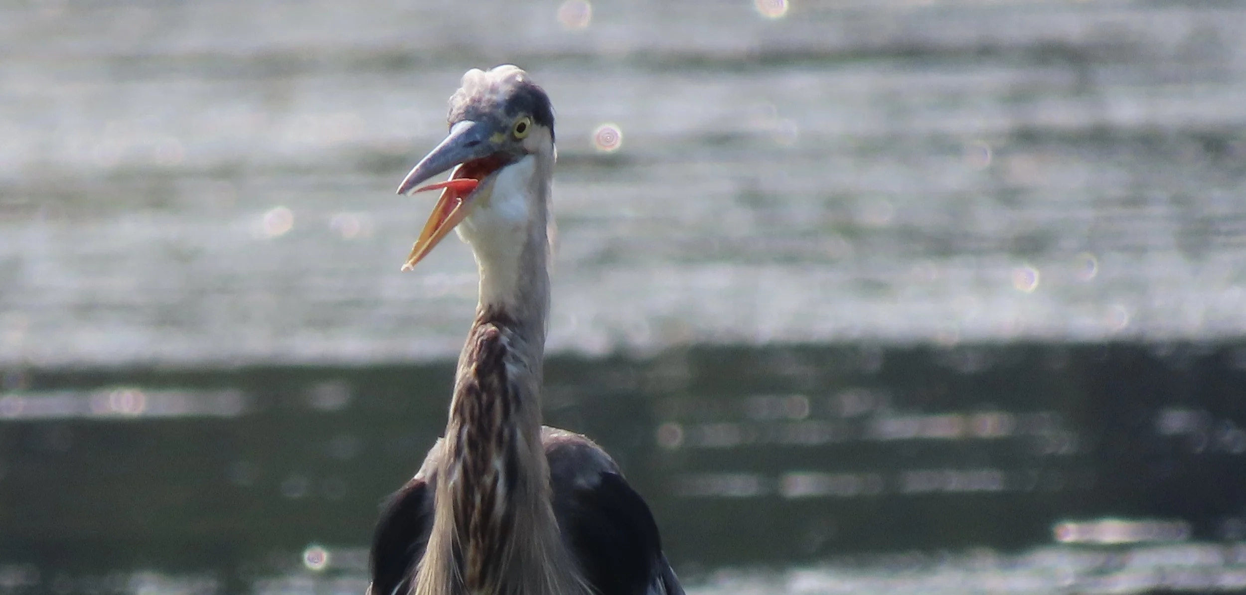 Yo, Kendal! 10" x 14", printed on metal