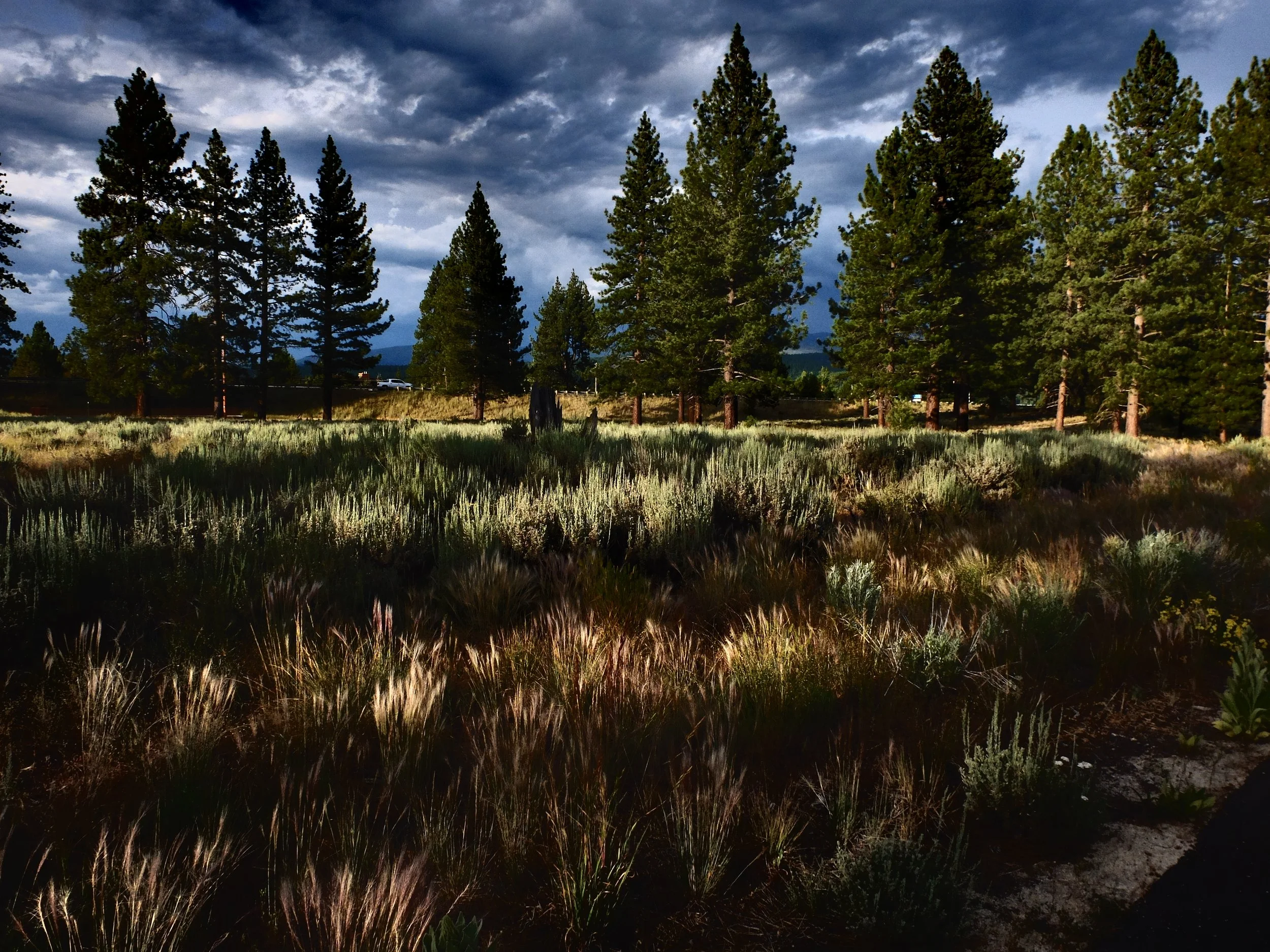 Tahoe Meadow 16"x20", printed on canvas