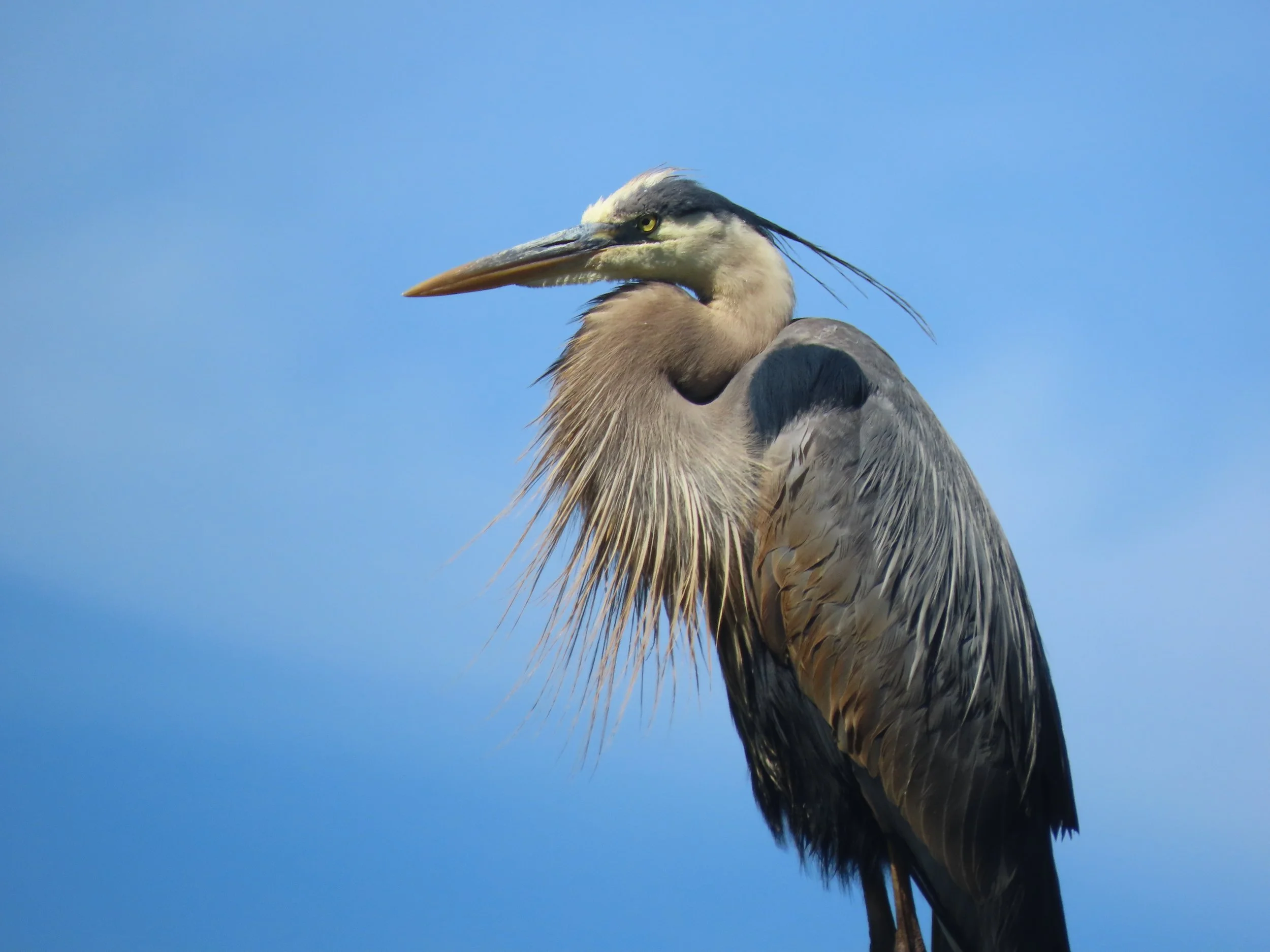 The Sentinel 10"x14", printed on metal