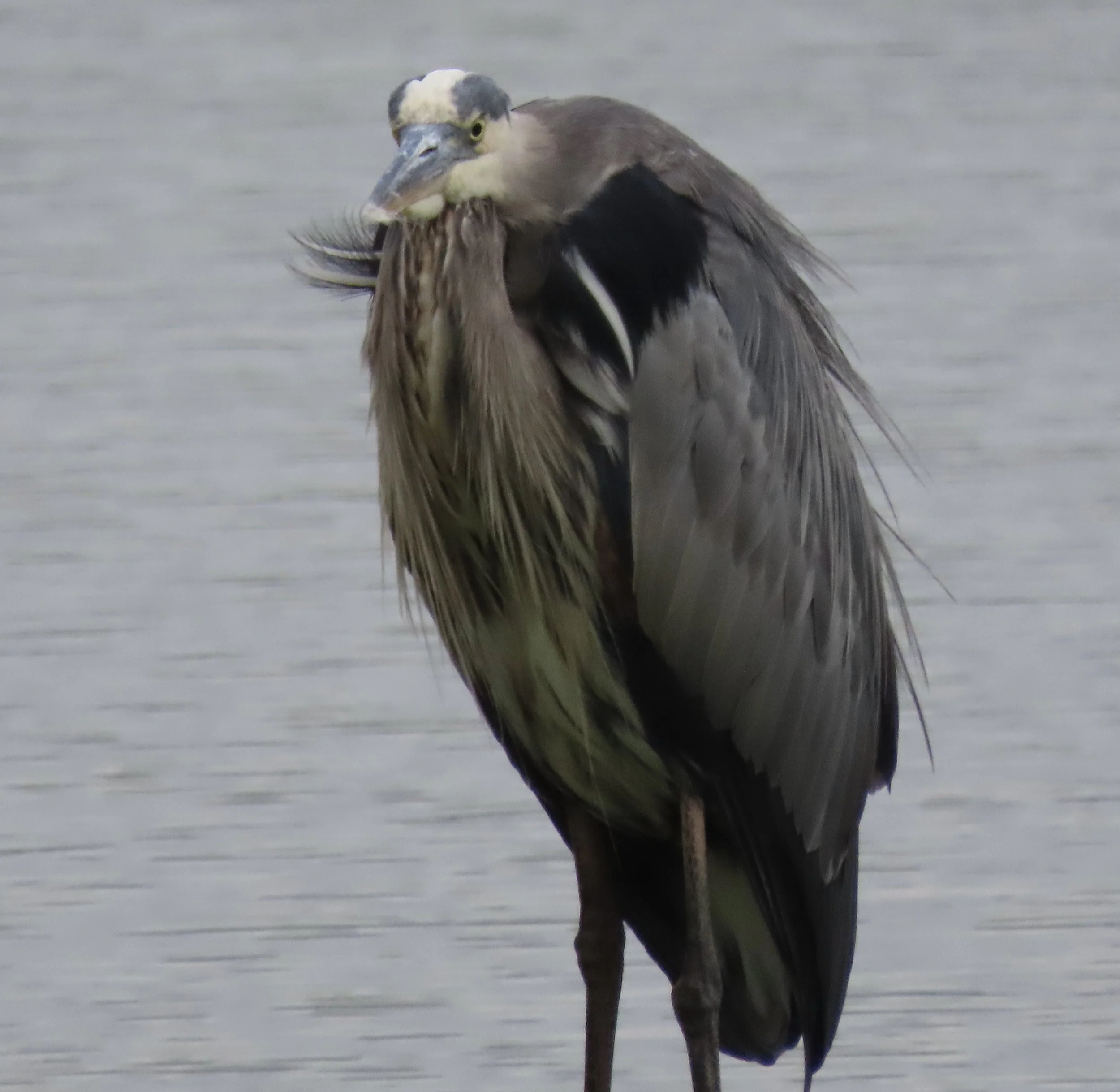 Before Coffee 10"x14", printed on metal