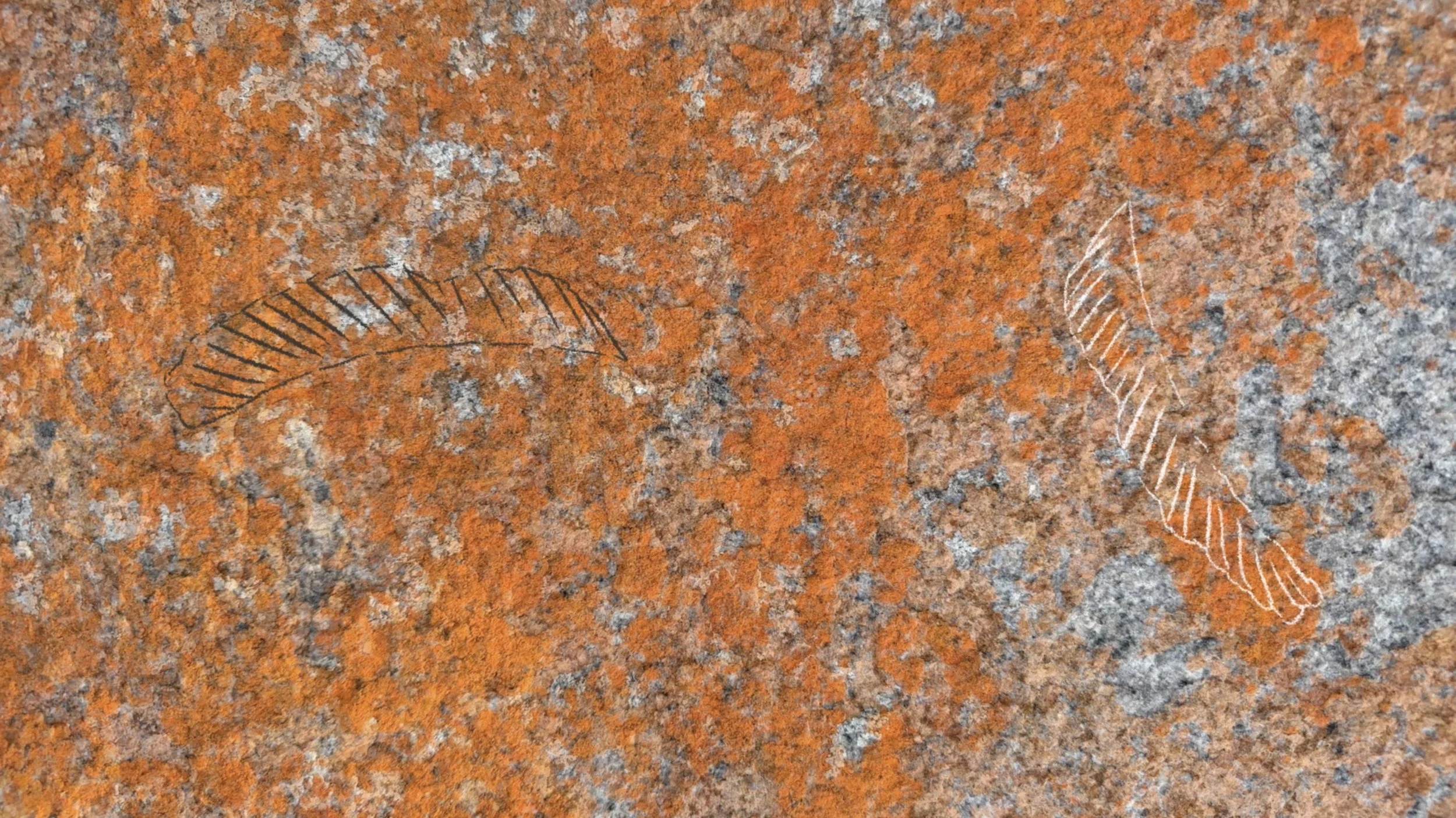 Fins Rock texture.jpg