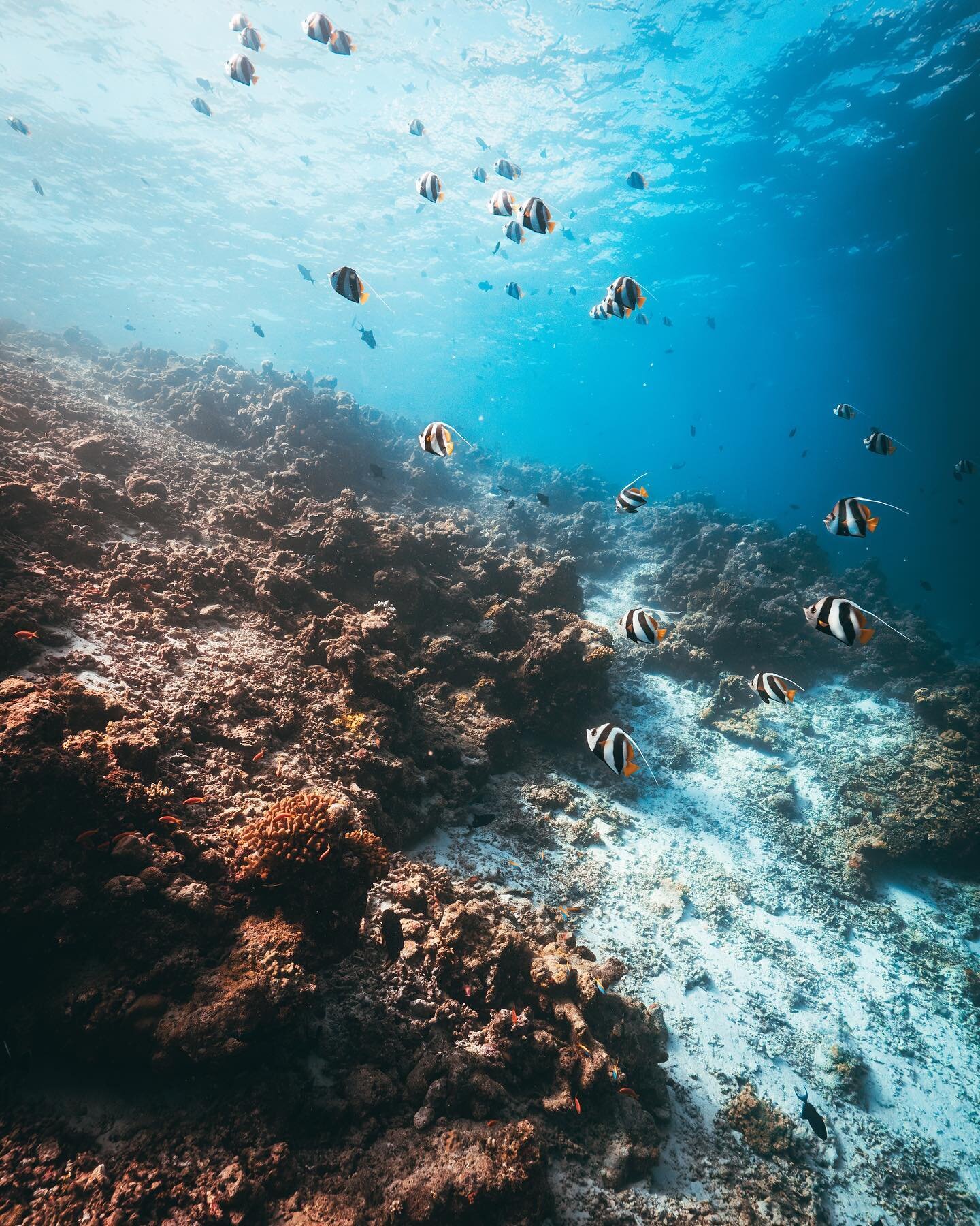 Last week I was invited by @patinamaldives to photograph their fabulous reef, and the dives did not disappoint!💙

Sharks, Eagle ray, and beautiful wall dives.. I cant wait to show you all the photos and reels I took from that trip! 

Thanks to @dive