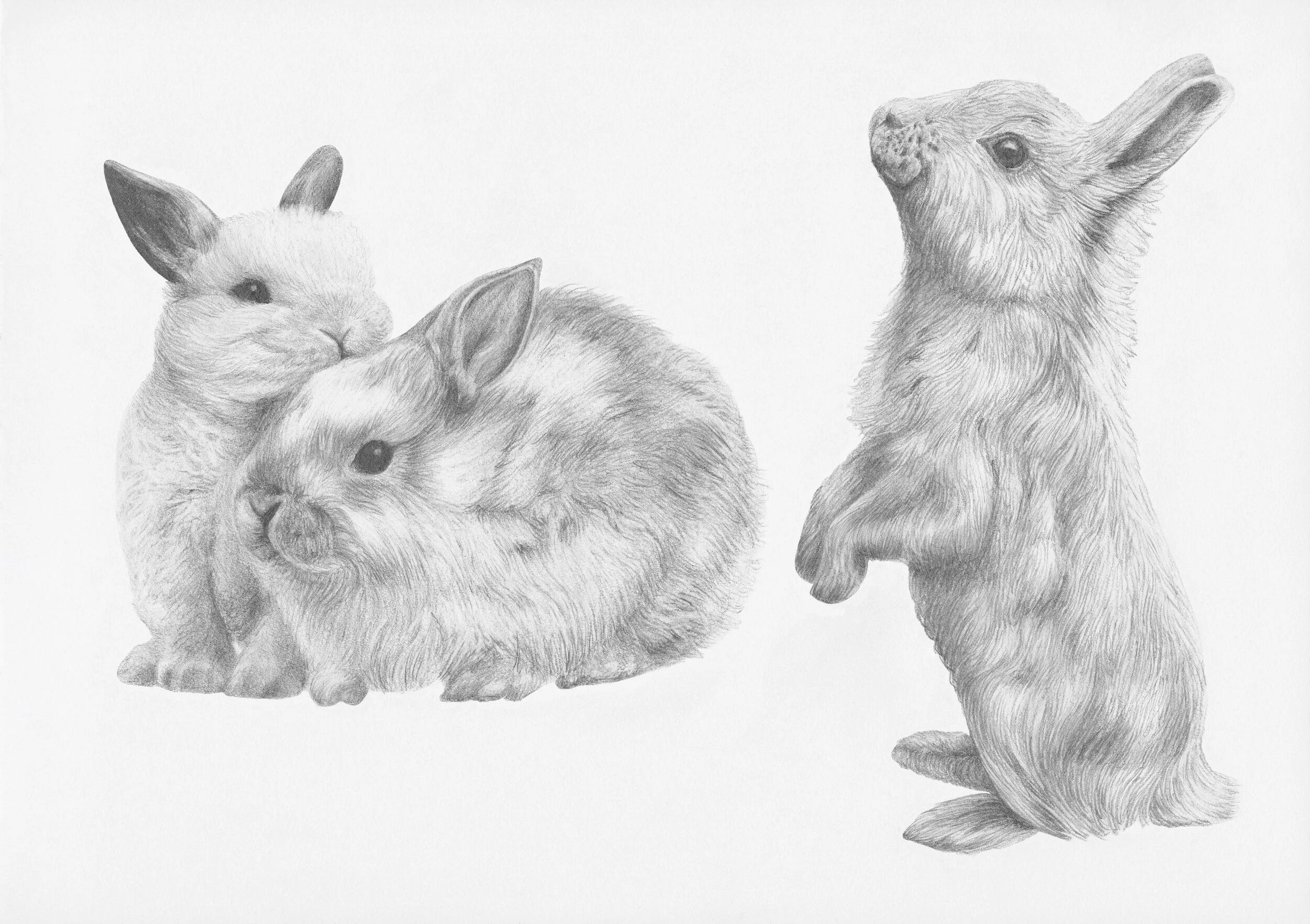 bunnies.jpeg