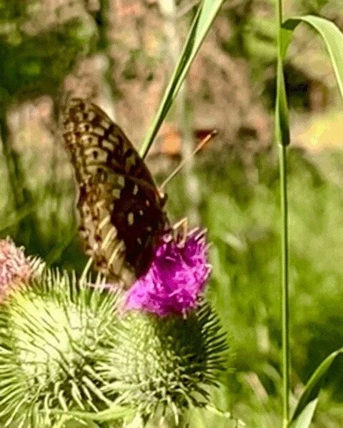 Good morning friends! Retreat is good for the soul. It is part of my wellness plan.
#montana #retreat #healthcare #healthcare #health #doctors #physician #physicianburnout