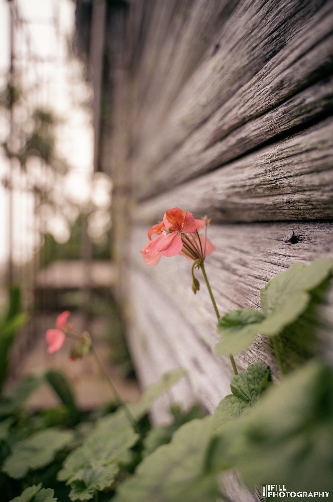 Free to Live: Taking Grace Into Everyday Life