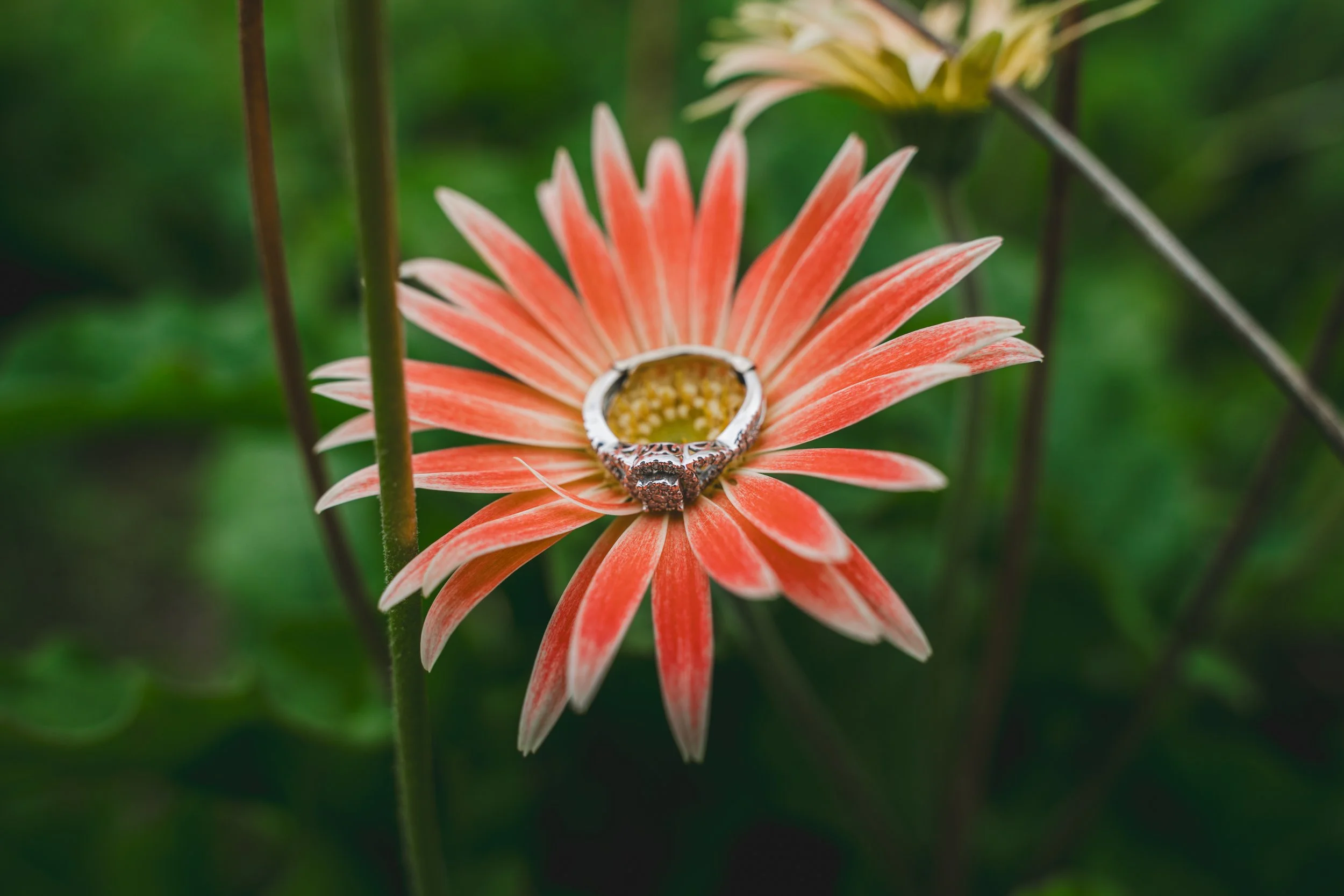 A7408255-517.jpg