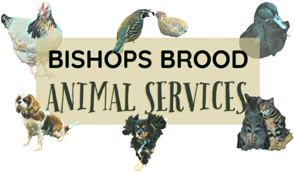 Bishops Brood Animal Services