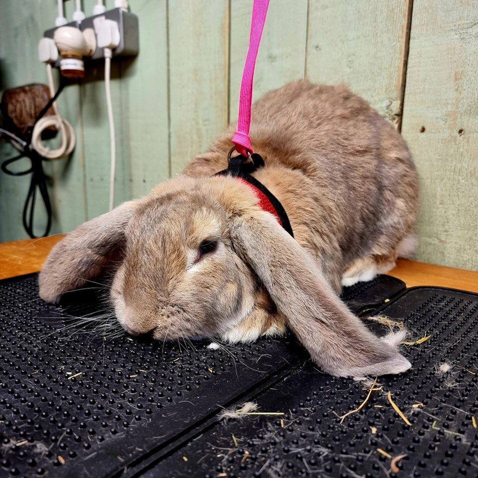 🍂 B U T T E R C U P 🍂 has been Styled in the Stables.

Buttercup the Opal French Lop and Dad to the Brood's very own Florence 🐰 came in for a Specialist Rabbit Groom. Buttercup was struggling to get to some matted areas around his rear (not surpri