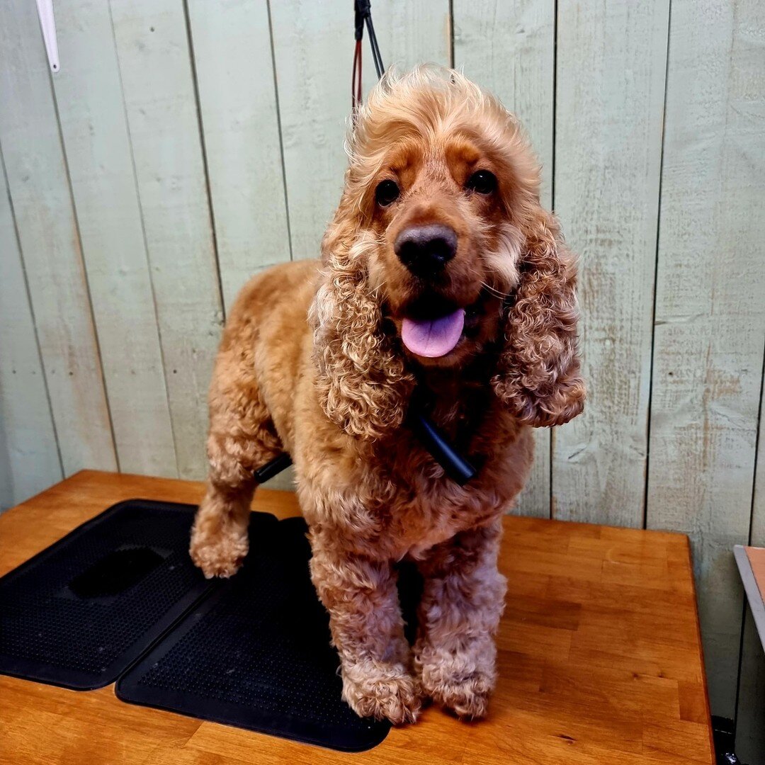 🍂 H A R V E Y 🍂 has been Styled in the Stables.

Harvey the Golden Show Cocker Spaniel came in for his regular groom. Great to see him and his sister Bouncer in together too.

We think that Show Cocker transformation have to be amongst the best. He